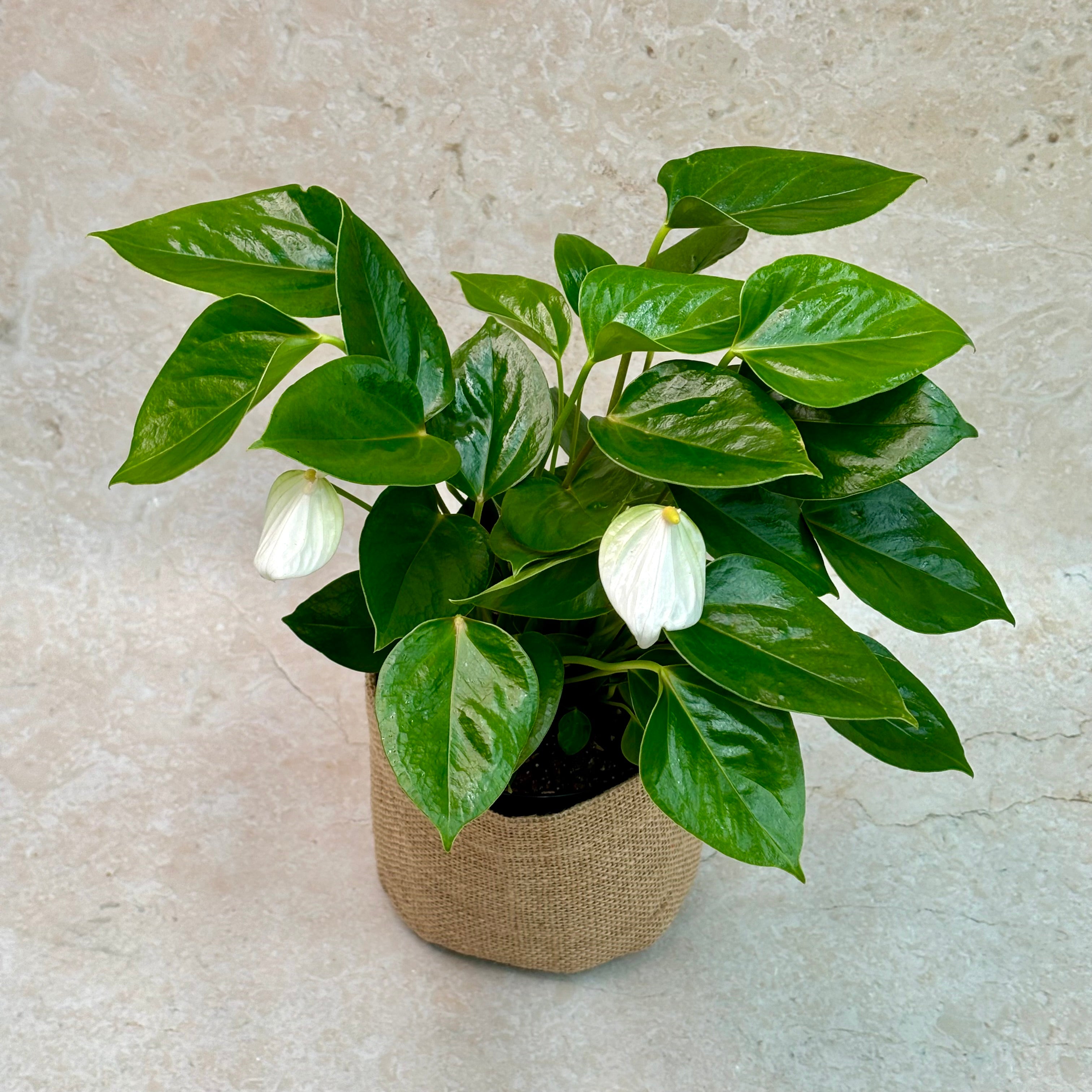 Same Day Plant Delivery | Online Gift Delivery | Anthurium Plant / Same day plant delivery Melbourne & Geelong