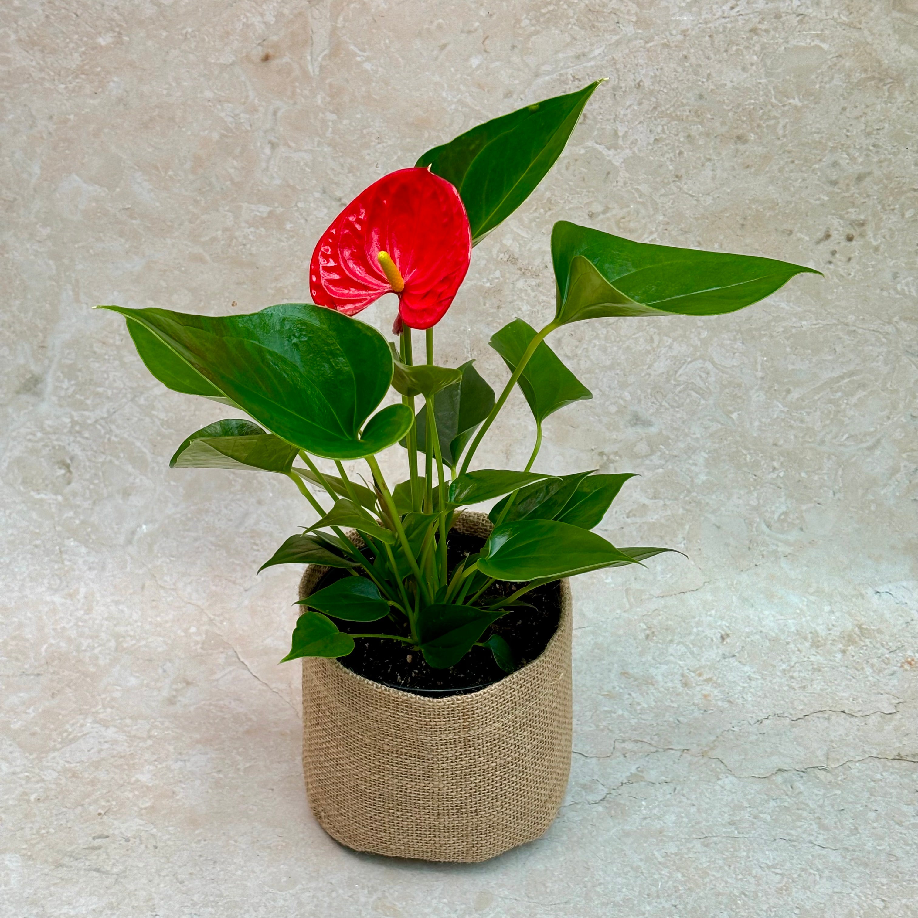 Same Day Plant Delivery | Online Gift Delivery | Anthurium Plant / Same day plant delivery Melbourne & Geelong