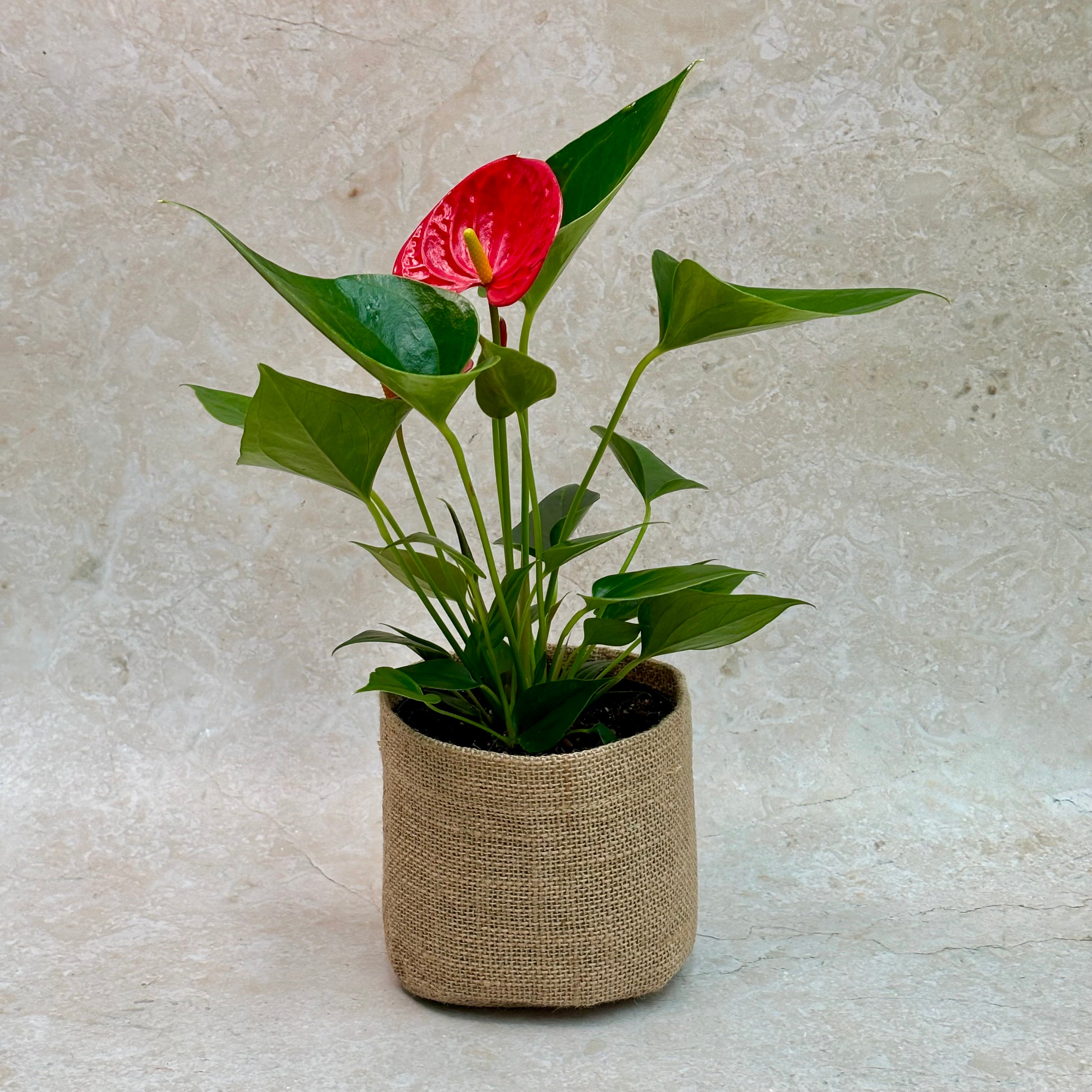 Same Day Plant Delivery | Online Gift Delivery | Anthurium Plant / Same day plant delivery Melbourne & Geelong