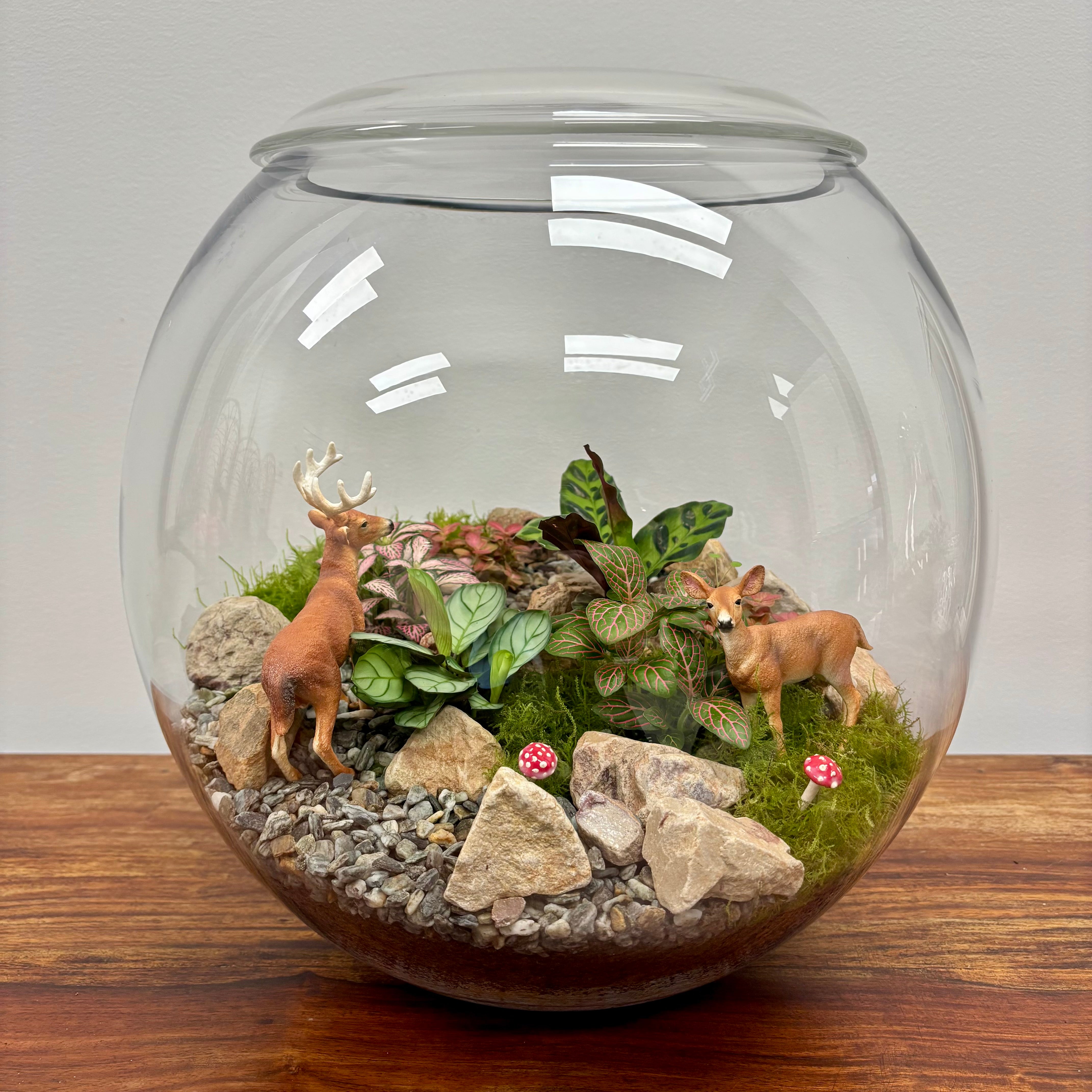 Terrarium by Little Lands