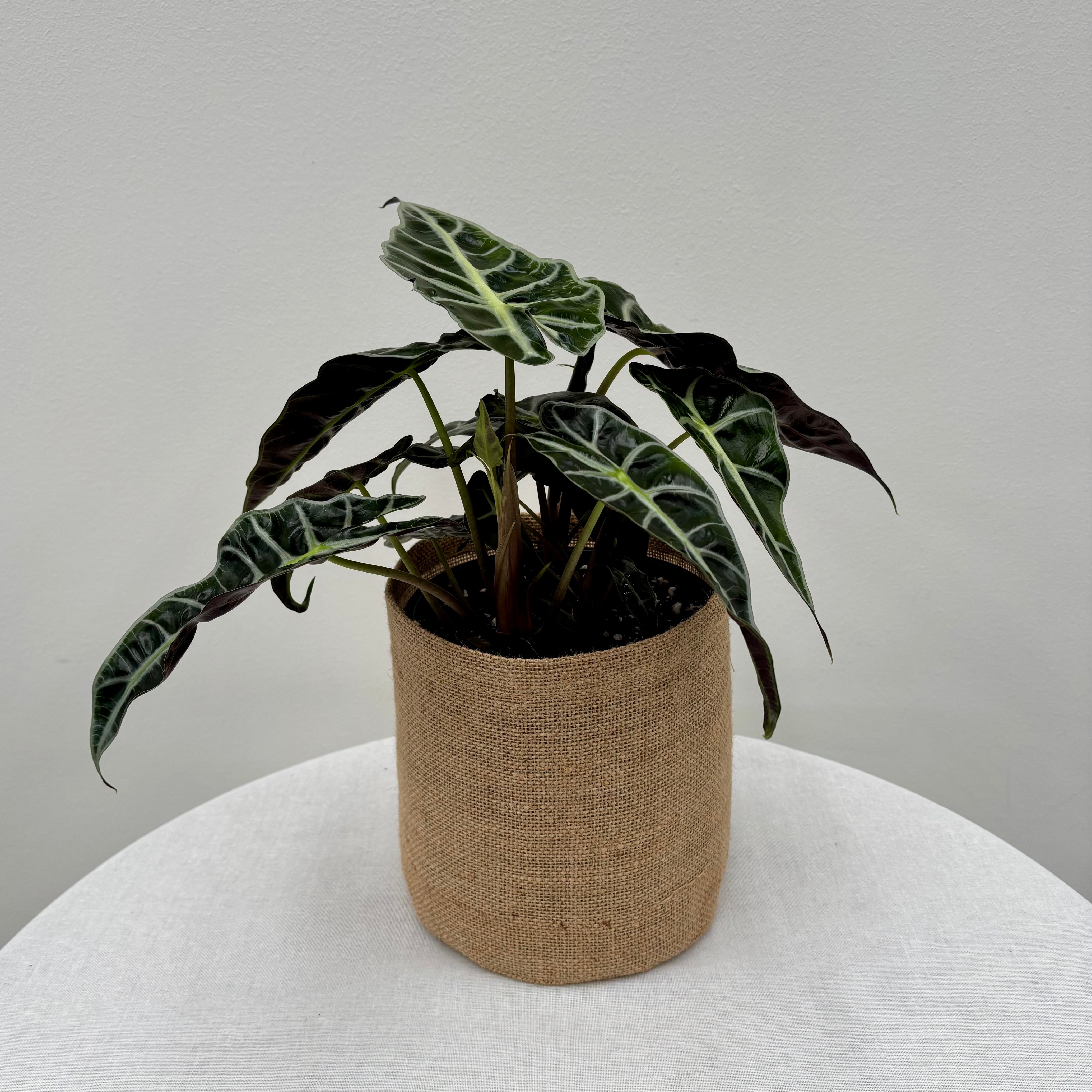 Same day indoor plant delivery Melbourne &Geelong | Online plant delivery | Alocasia Amazonica Plant | Elephant Ears