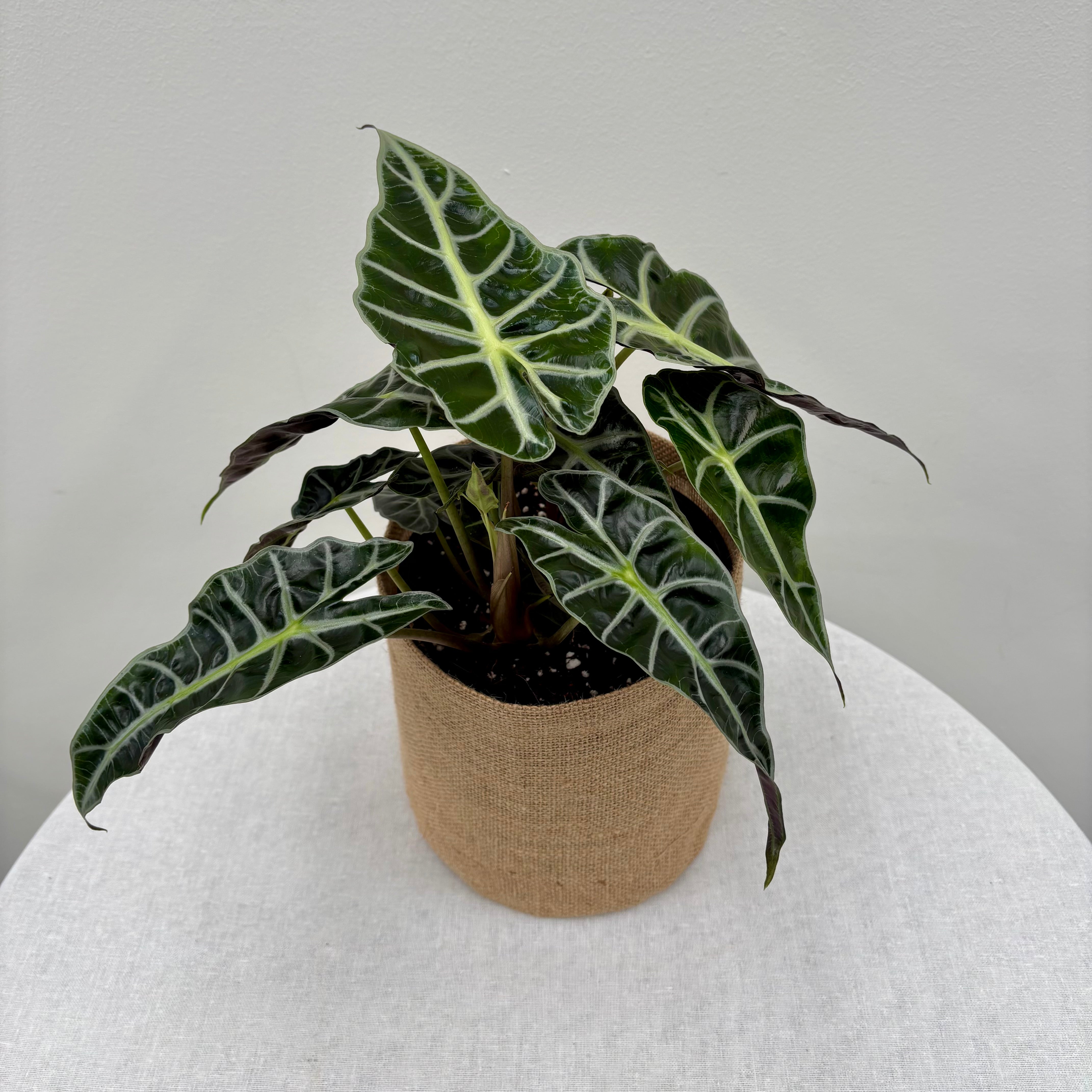 Same day indoor plant delivery Melbourne &Geelong | Online plant delivery | Alocasia Amazonica Plant | Elephant Ears