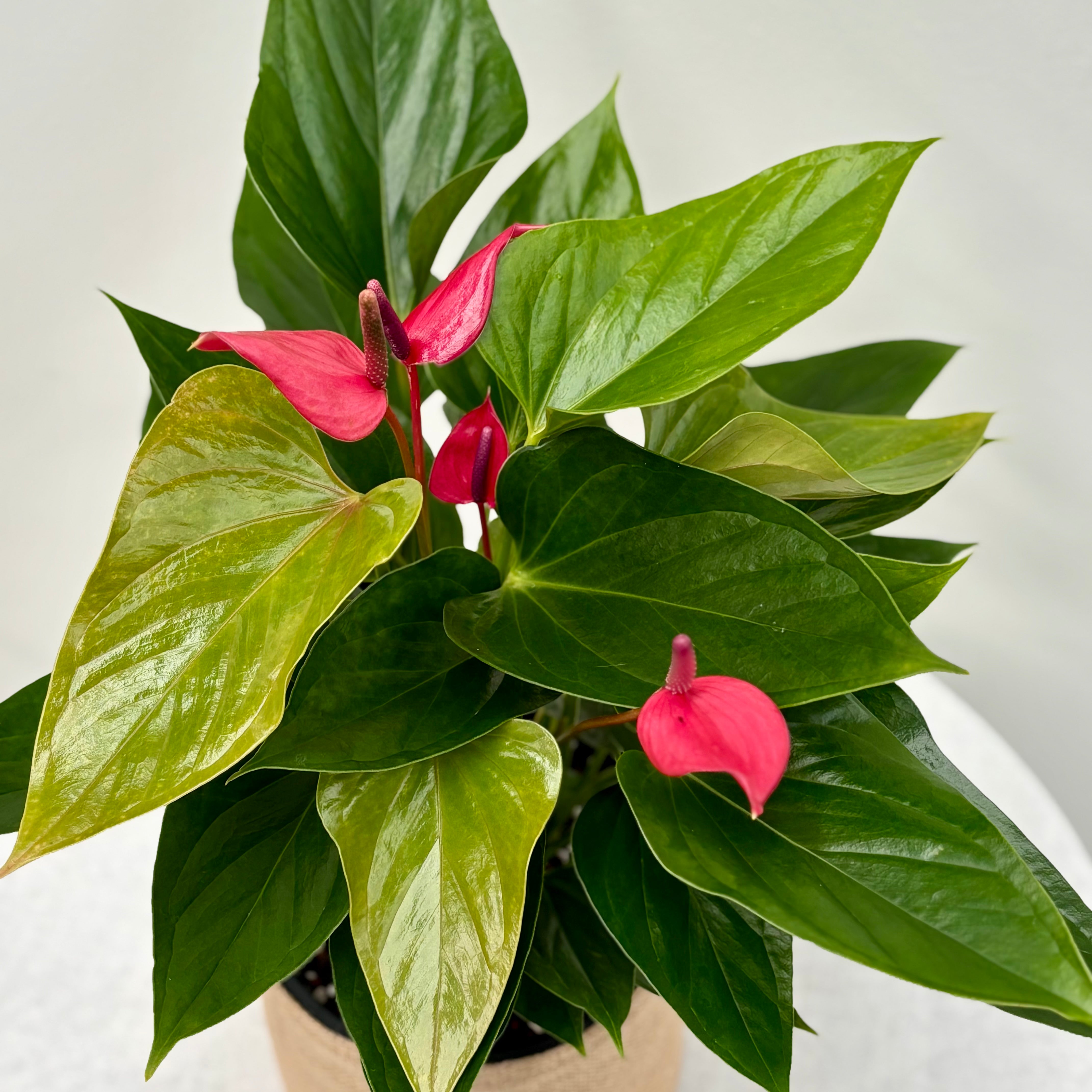 anthurium melbourne Same Day Melbourne Gift Delivery Service | Mother's Day Gift Delivery Melbourne