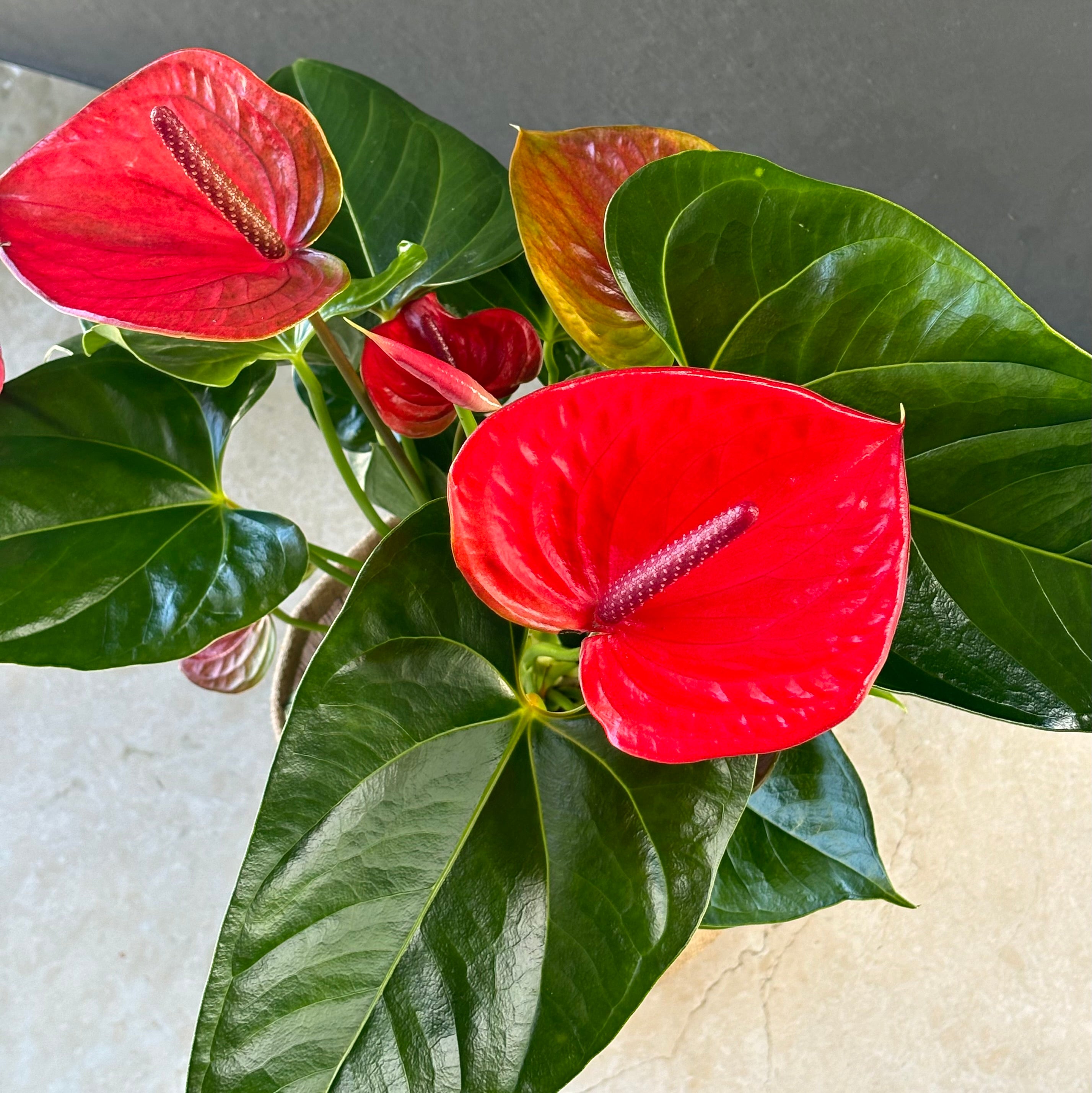 Same day online plant delivery Melbourne & Geelong | Online gift delivery | Anthurium Plant | Christmas gift