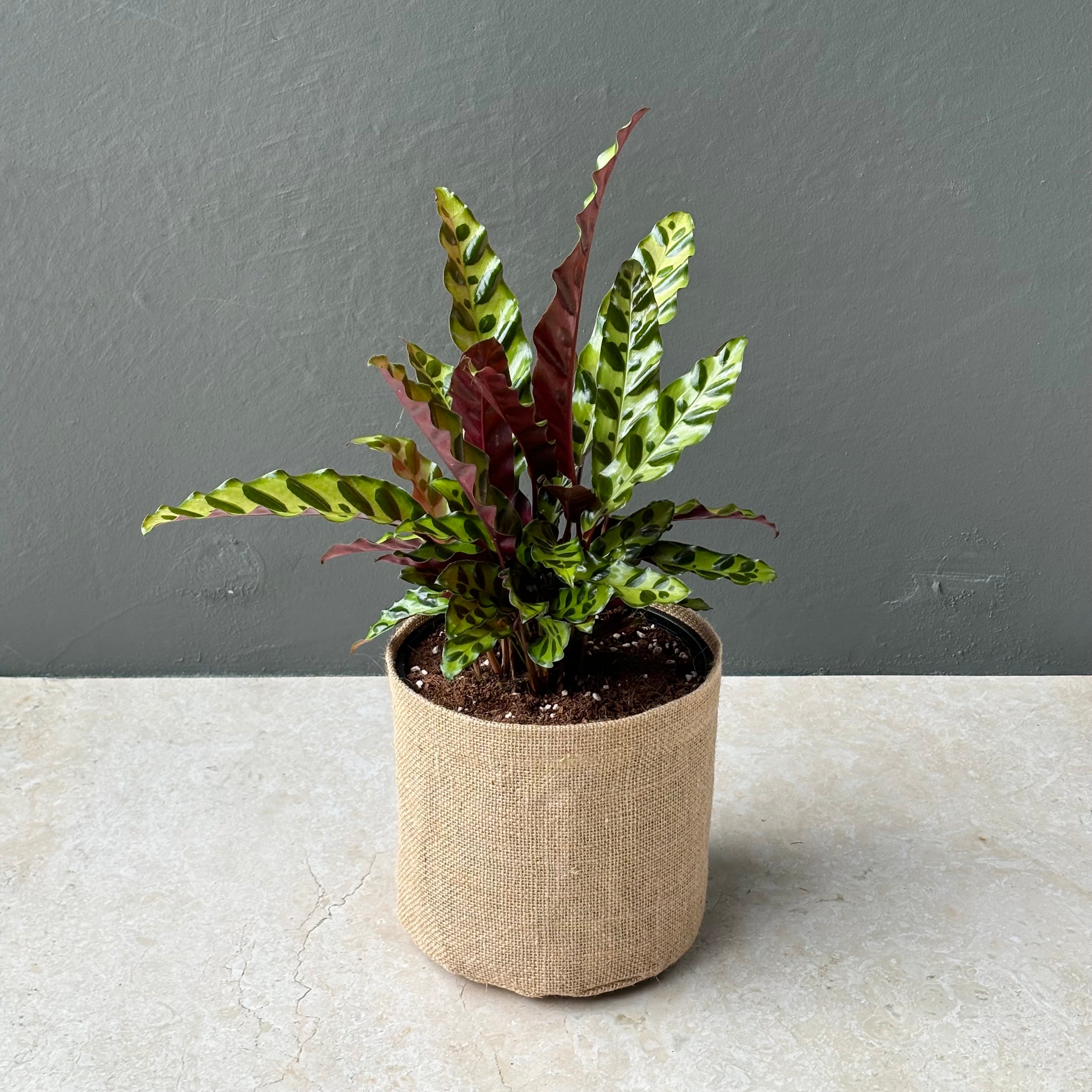 Large Calathea Insignis Plant