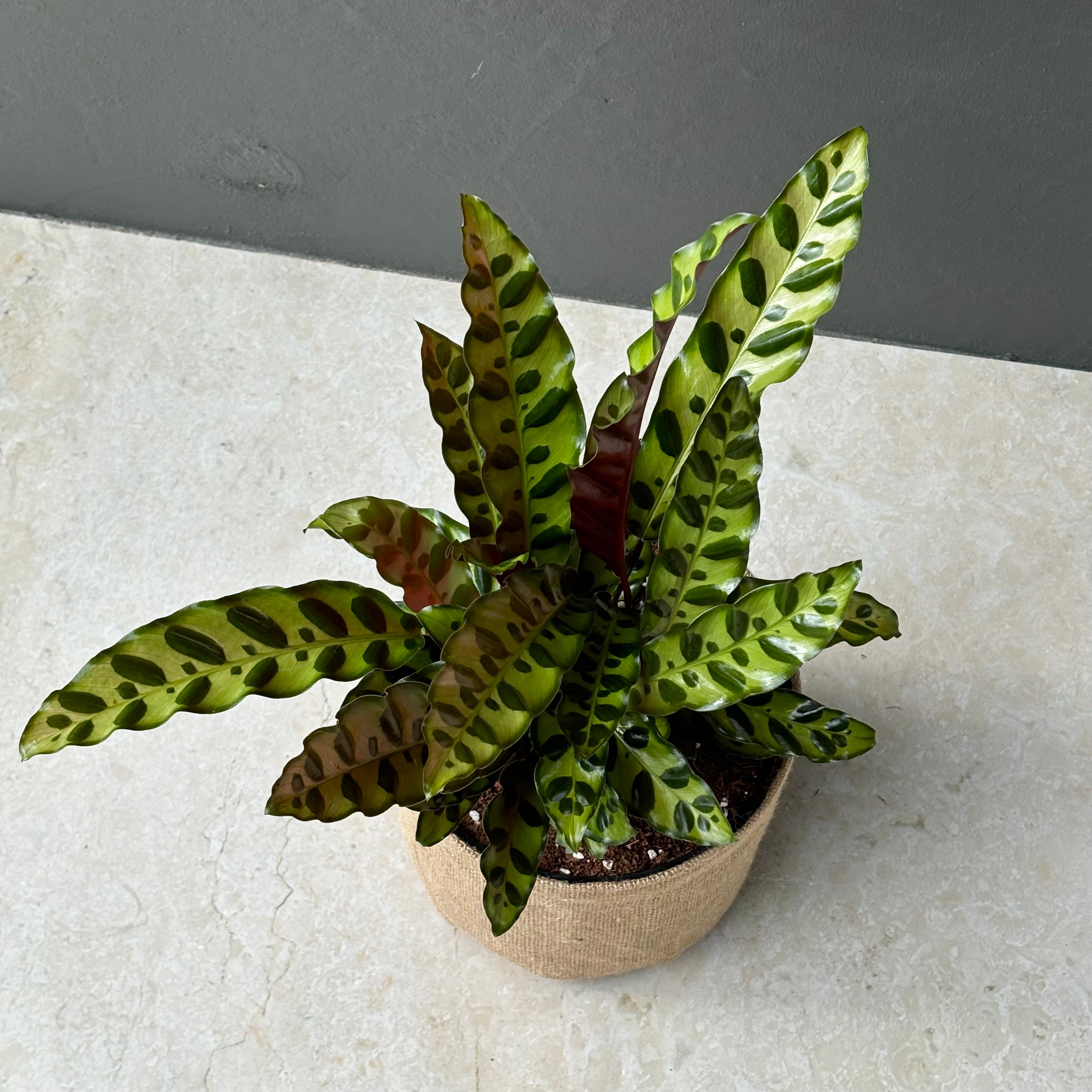 Large Calathea Insignis Plant