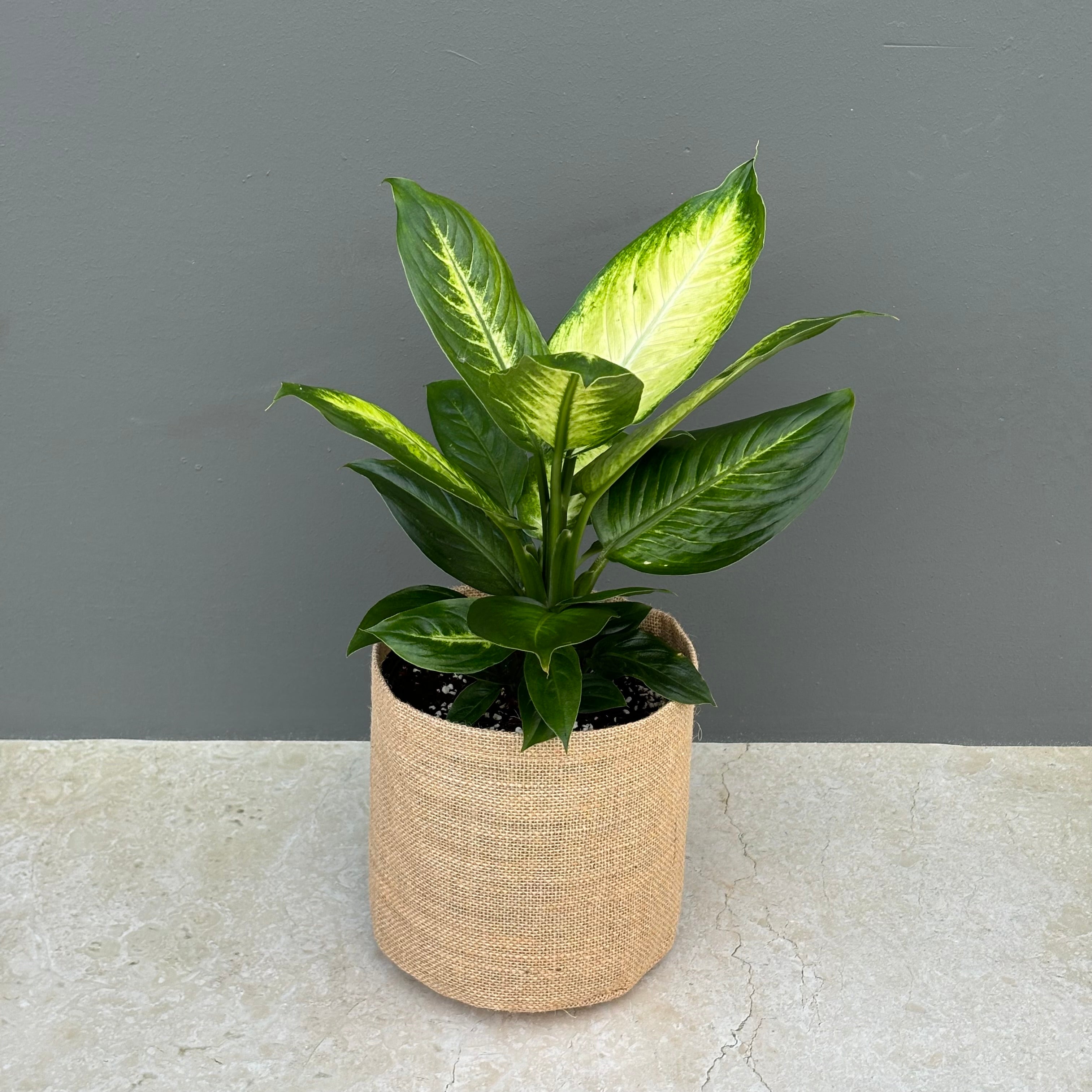 Same day indoor plant delivery Melbourne & Geelong | Online gift delivery | Dieffenbachia Tropic Marianne