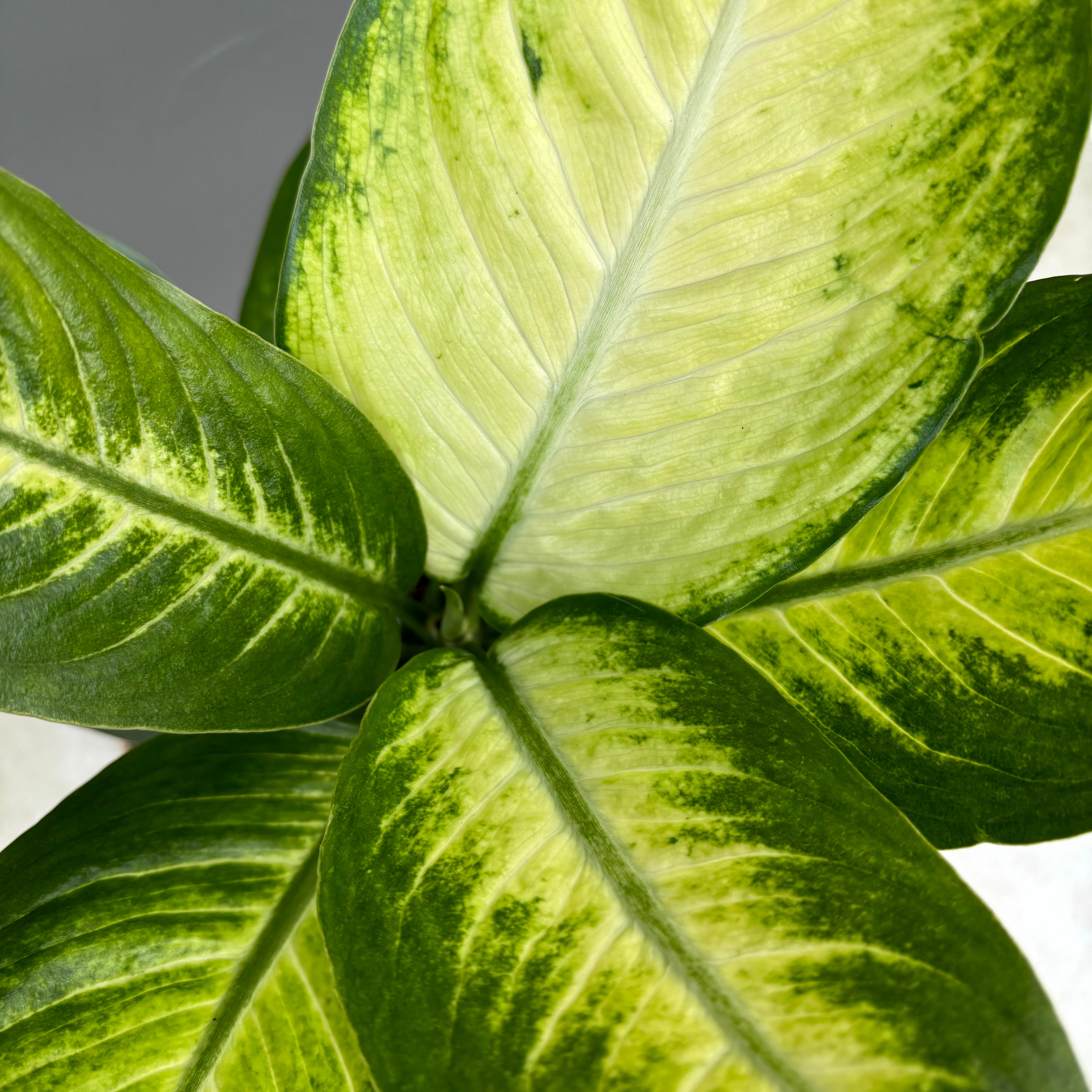 Same day indoor plant delivery Melbourne & Geelong | Online gift delivery | Dieffenbachia Tropic 