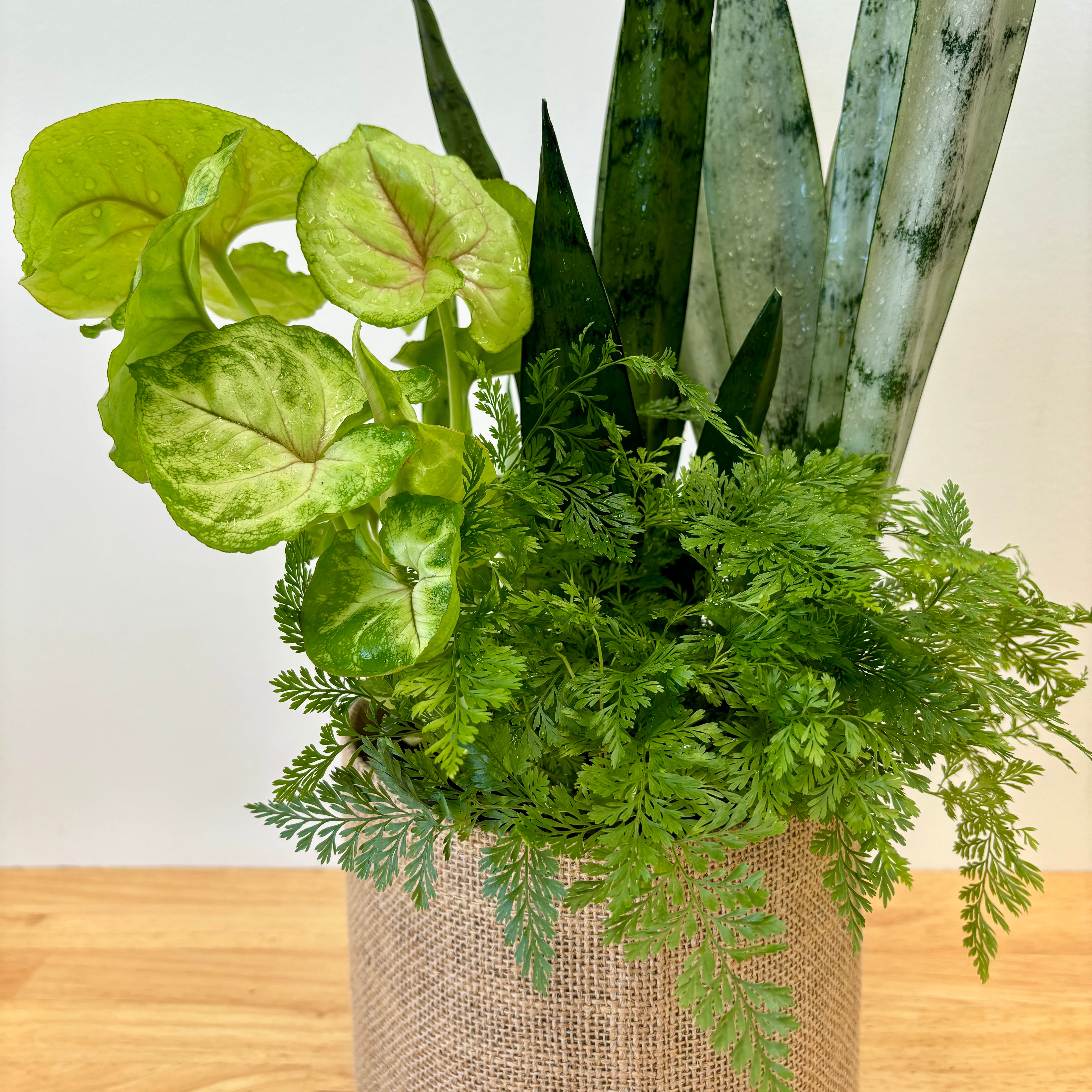 Premium - Large Foliage Arrangement