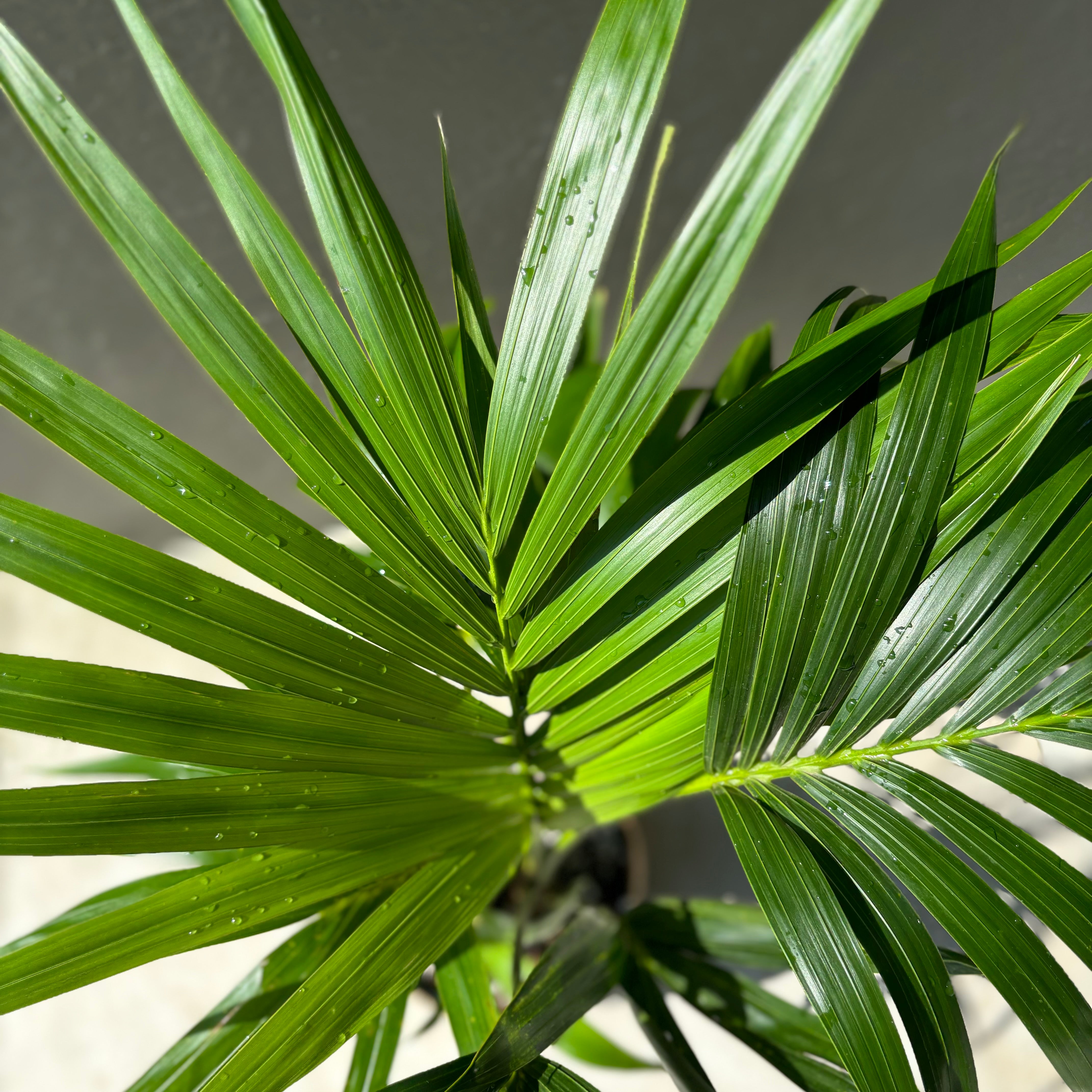 Online indoor plant delivery Melbourne & Geelong | Online gift delivery | Kentia Palm