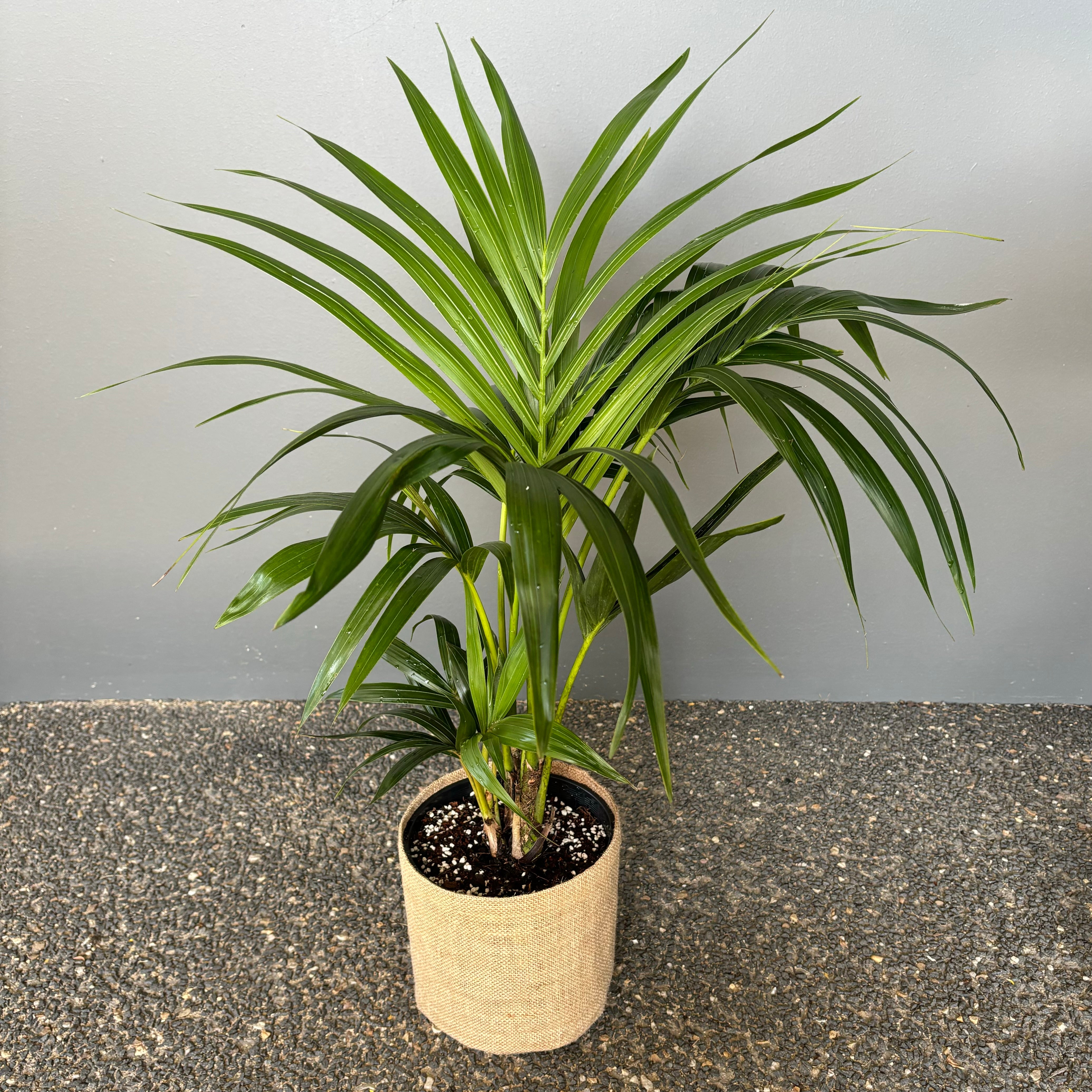 Online indoor plant delivery Melbourne & Geelong | Online gift delivery | Kentia Palm