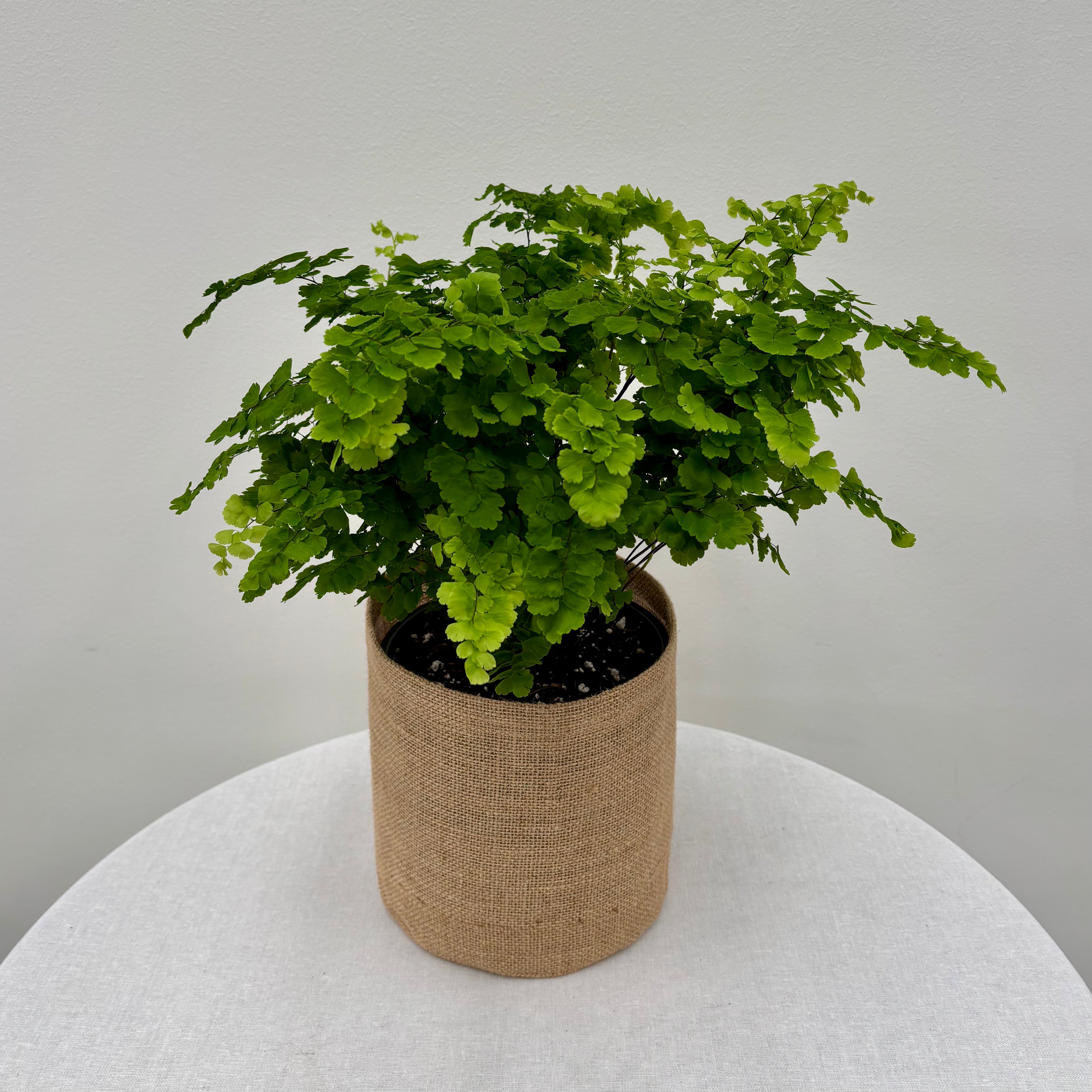 Indoor plant delivery Melbourne & Geelong | Online plant gift delivery | Maidenhair Fern plant