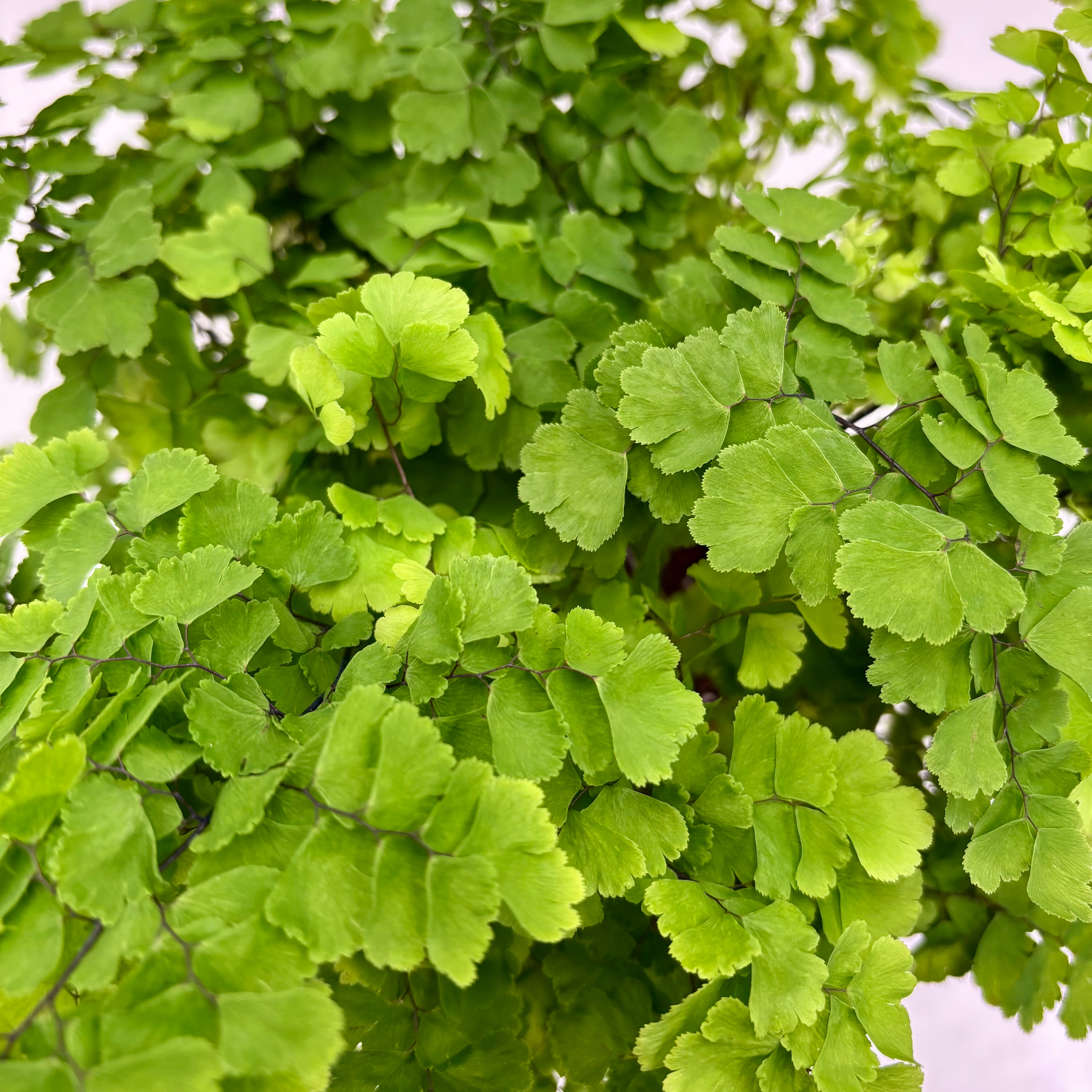 Indoor plant delivery Melbourne & Geelong | Online plant gift delivery | Maidenhair Fern plant