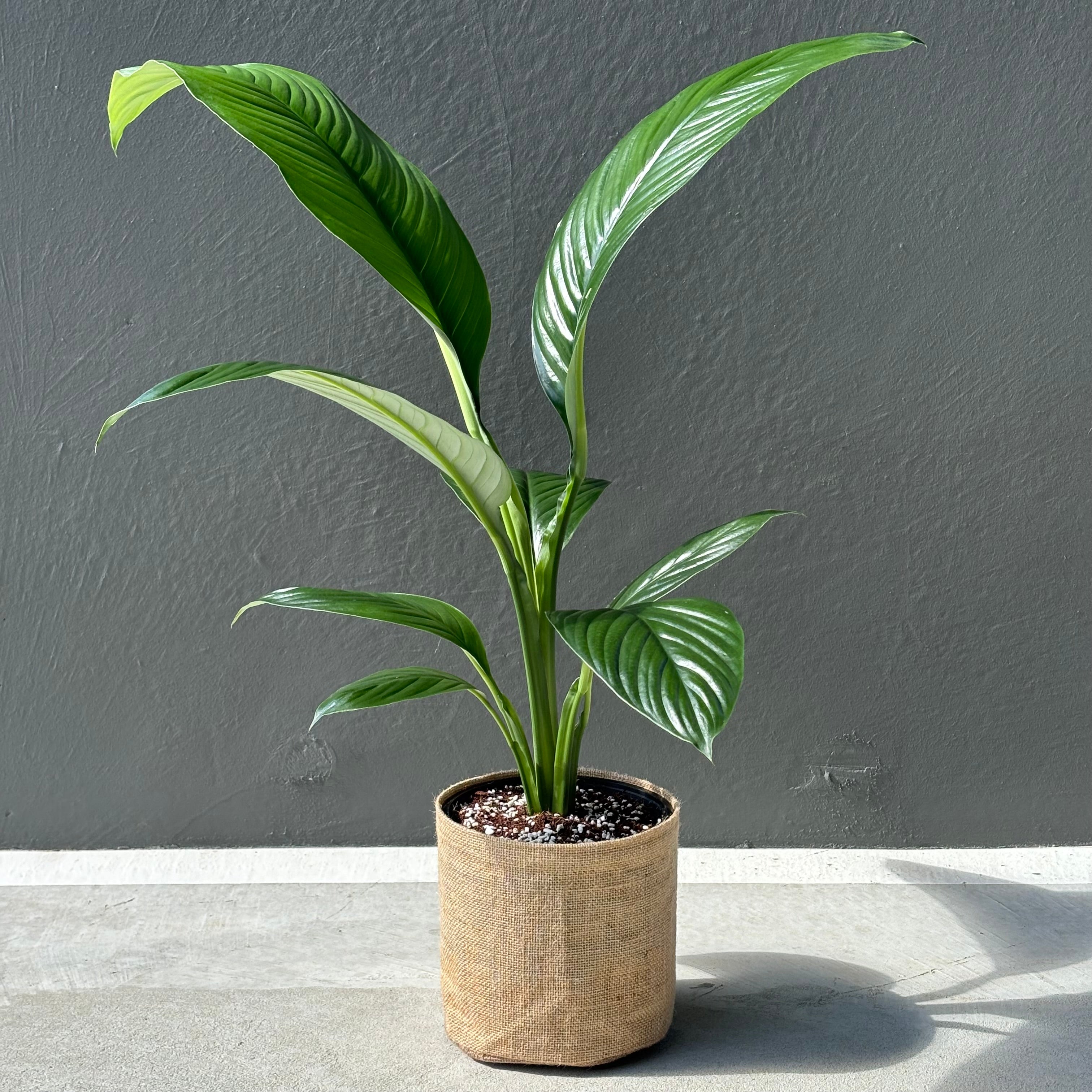 Large Peace Lily Sensation