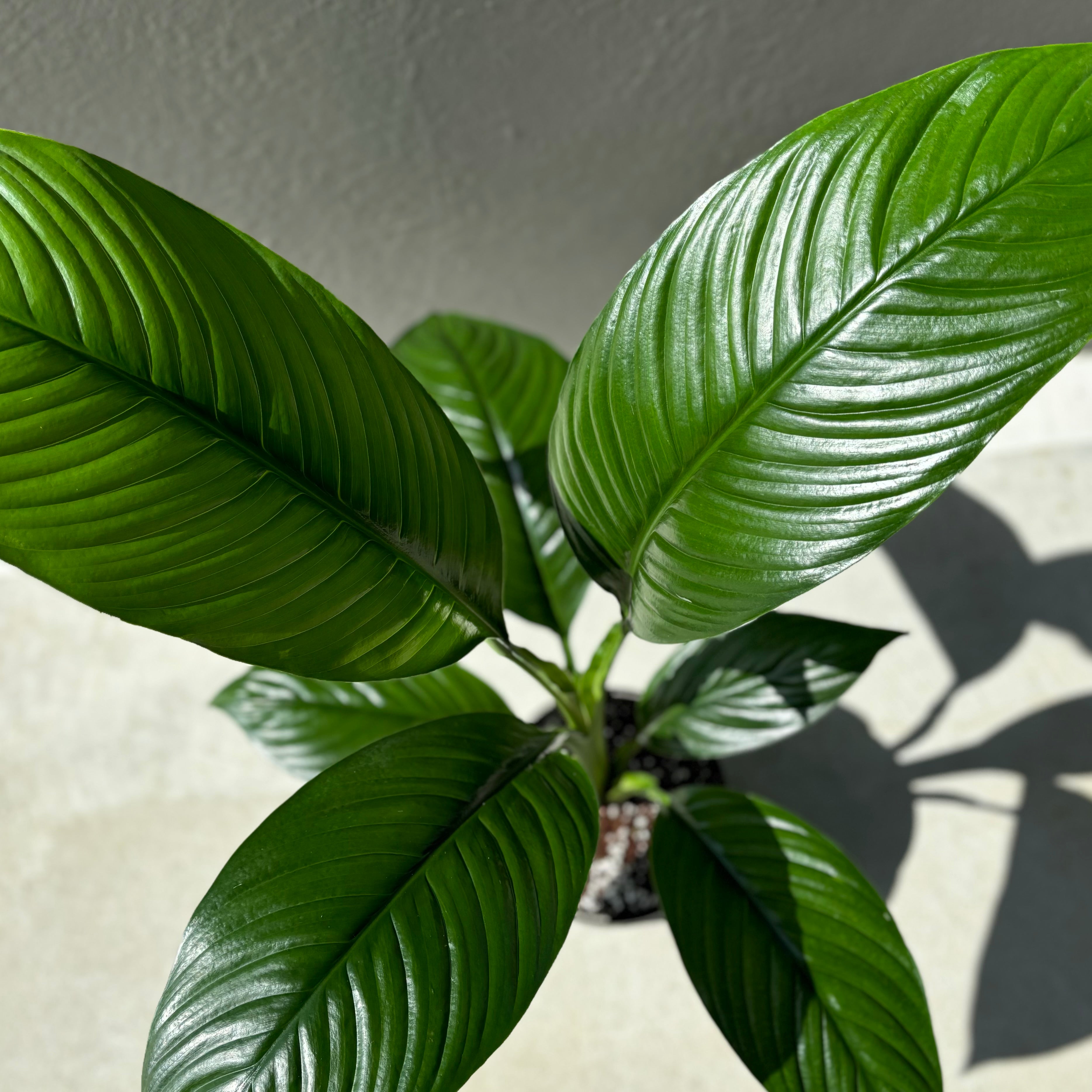 Large Peace Lily Sensation