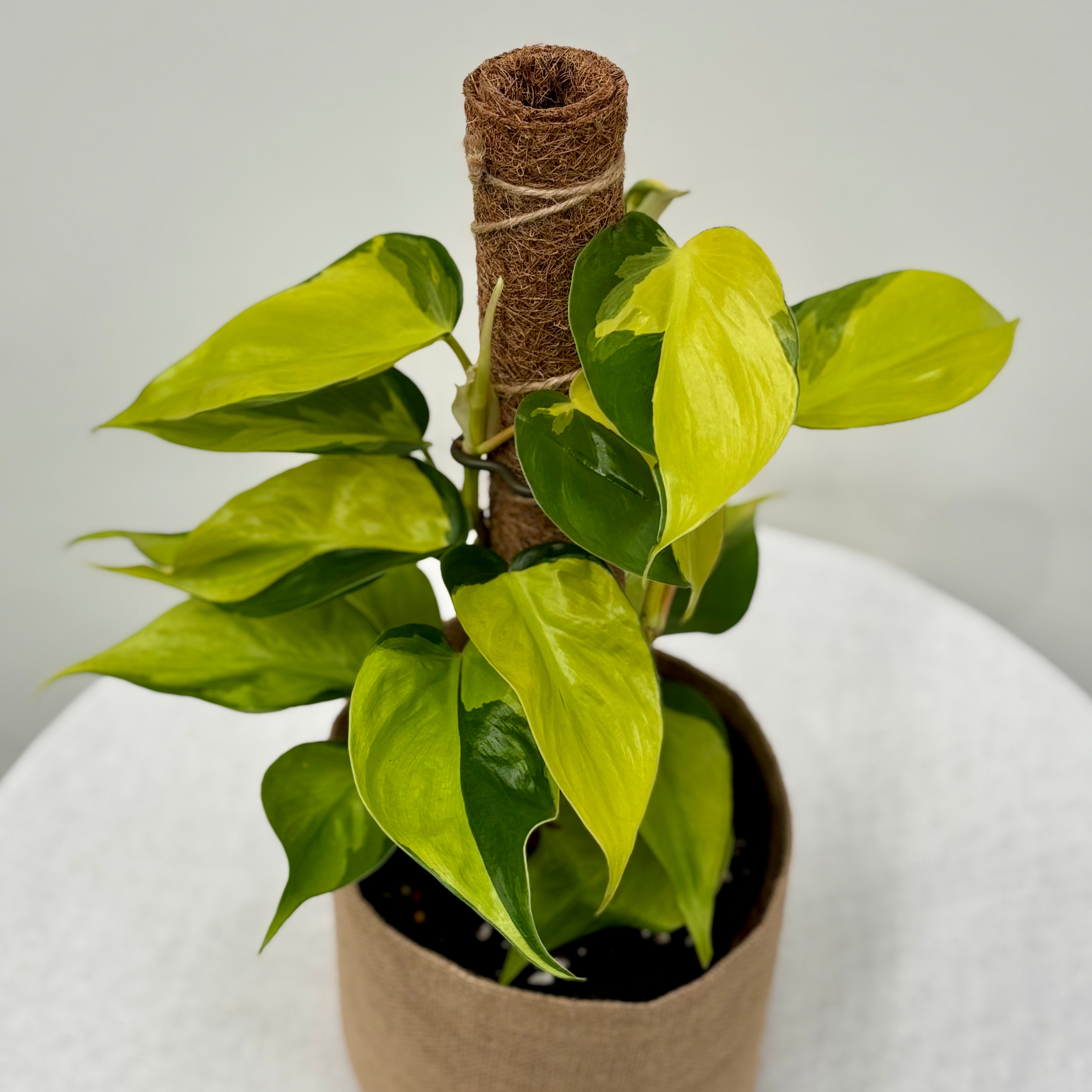 buy philodendron melbourne Large Philodendron Brazil | Same Day Gift Delivery Melbourne