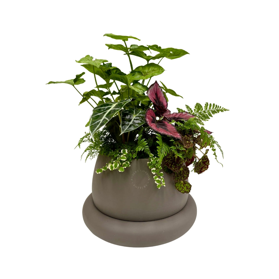 Same day online plant delivery Melbourne & Geelong | Online gift delivery | Mothers day gift ideas | Robert Gordon Planter | Mothers day online gift delivery