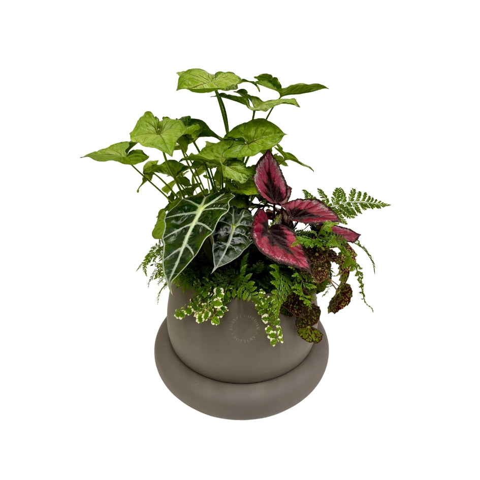 Same day online plant delivery Melbourne & Geelong | Online gift delivery | Mothers day gift ideas | Robert Gordon Planter | Mothers day online gift delivery