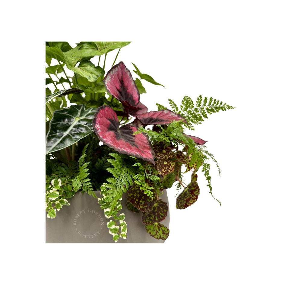 Same day online plant delivery Melbourne & Geelong | Online gift delivery | Mothers day gift ideas | Robert Gordon Planter | Mothers day online gift delivery