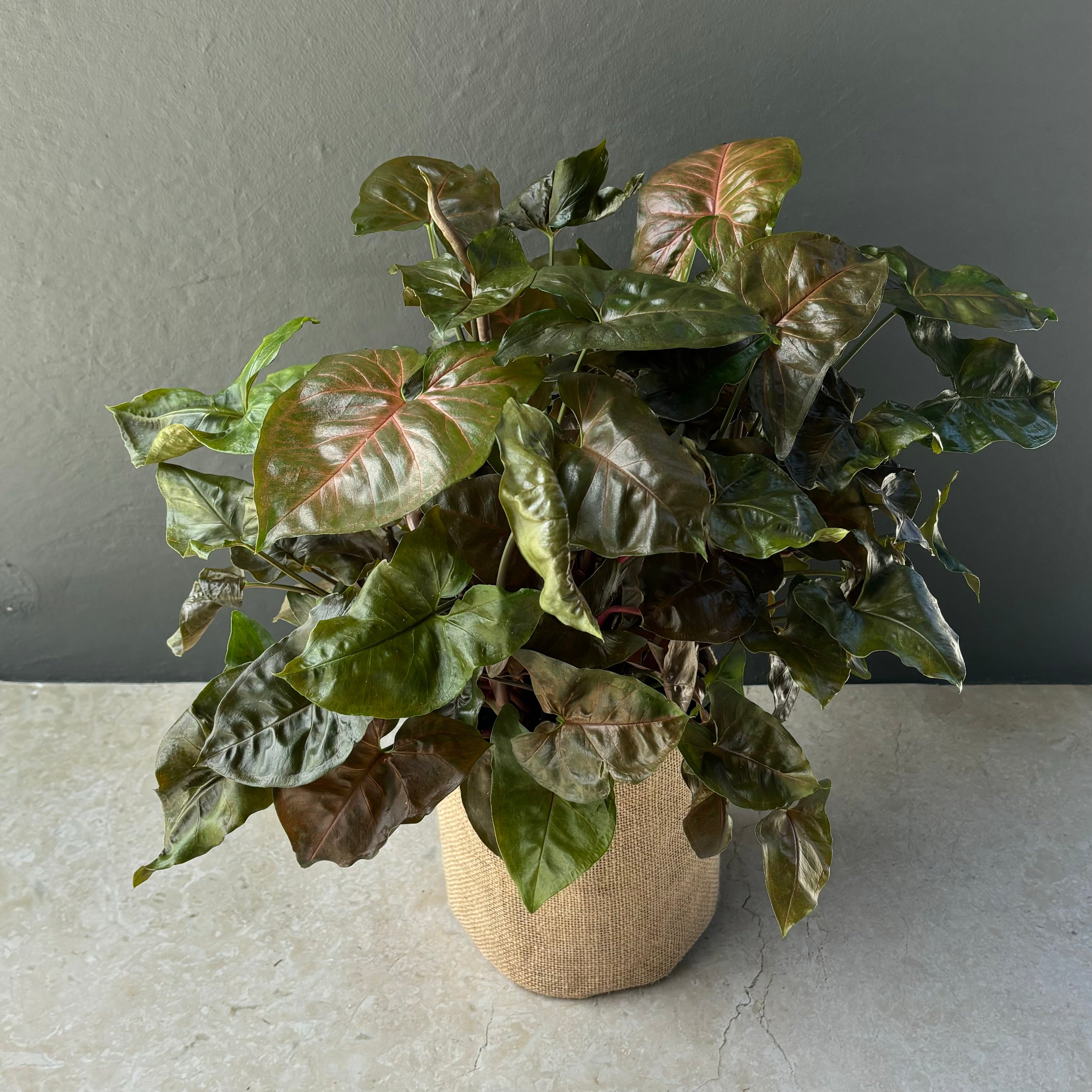 Large Syngonium Maria