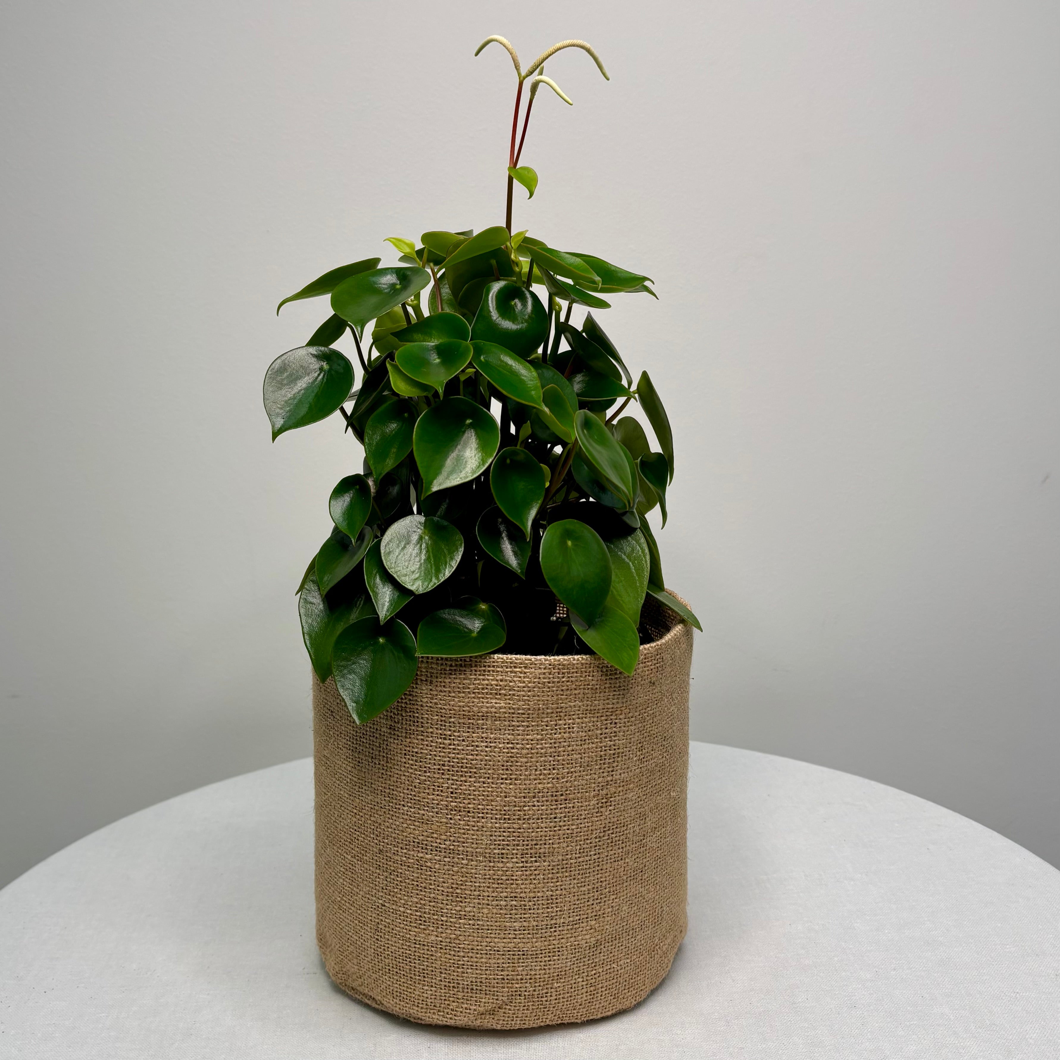 Same day indoor plant delivery Melbourne & Geelong | Online plant gift delivery | Peperomia Raindrop Plant