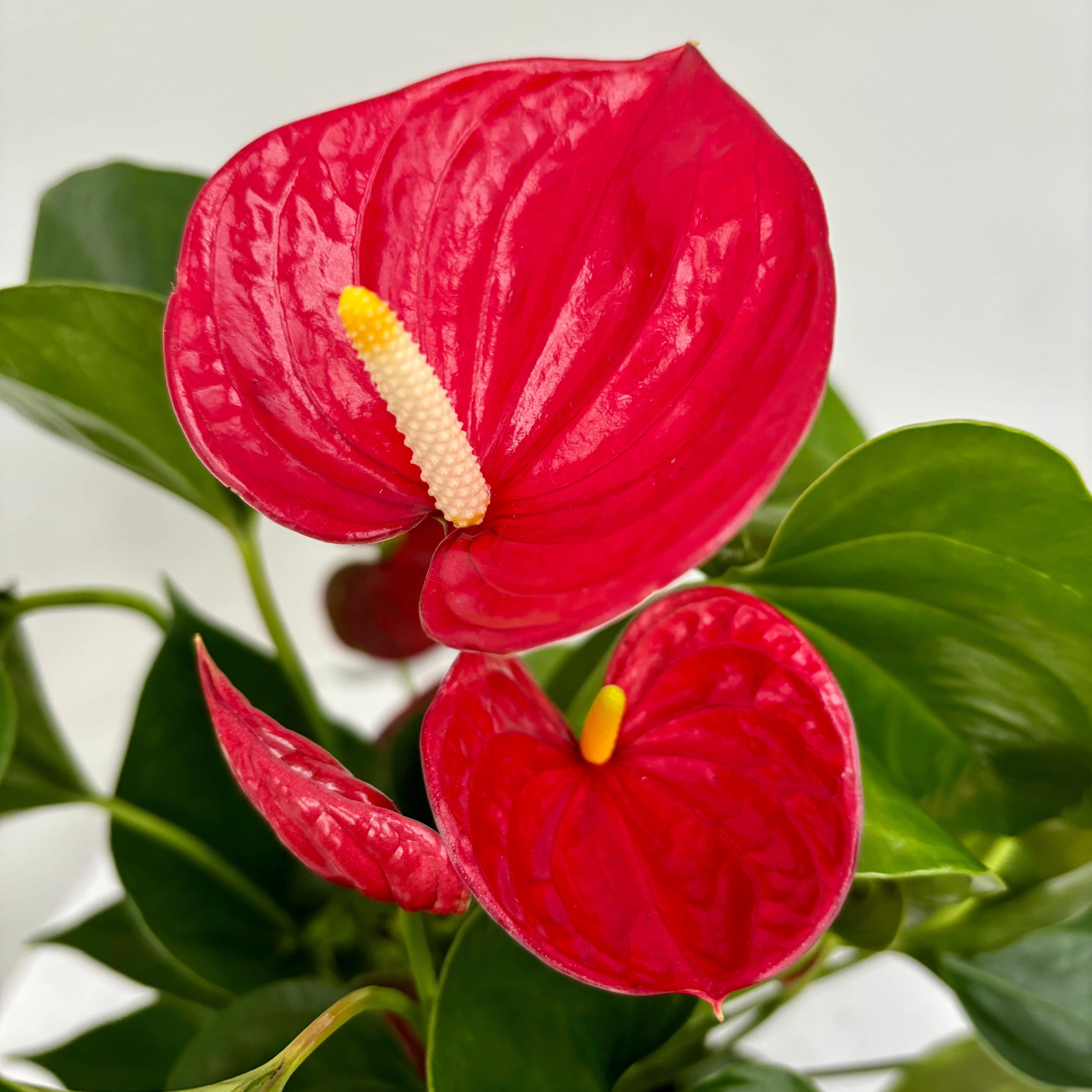 anthurium melbourne Same Day Melbourne Gift Delivery Service | Mother's Day Gift Delivery Melbourne