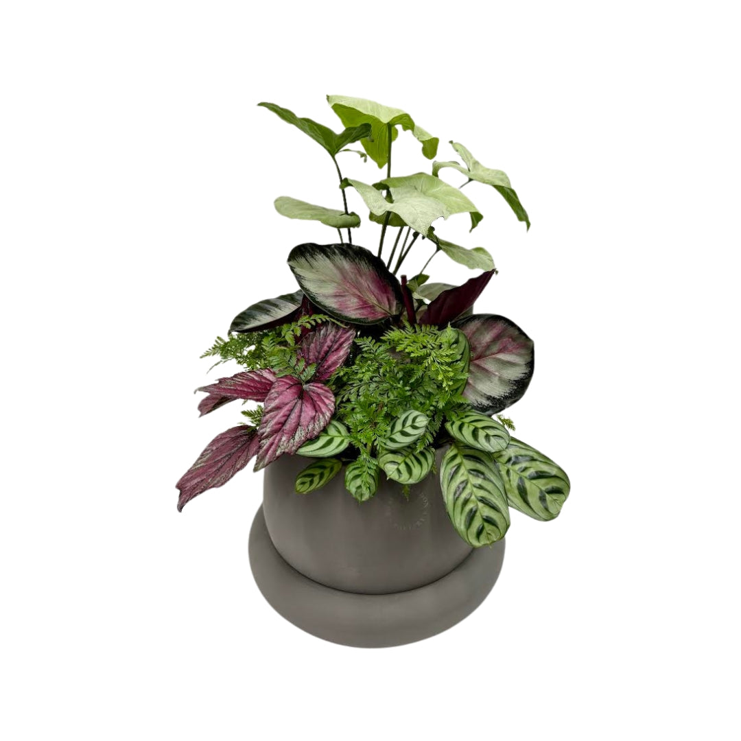 Premium - Large Indoor Plant Arrangement