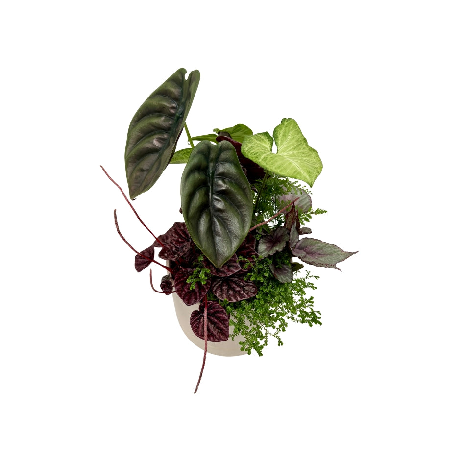 Same day online plant delivery Melbourne & Geelong | Online gift delivery | Mothers day gift ideas | Robert Gordon Planter | Mothers day online