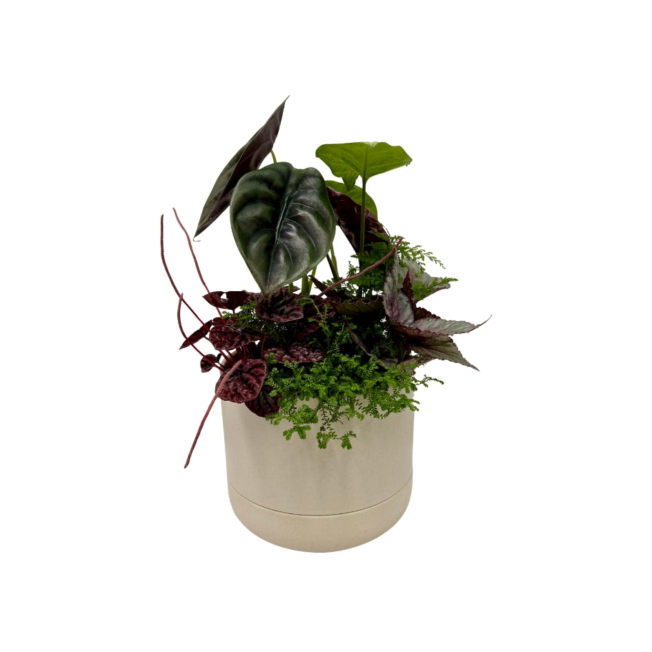 Same day online plant delivery Melbourne & Geelong | Online gift delivery | Mothers day gift ideas | Robert Gordon Planter | Mothers day online