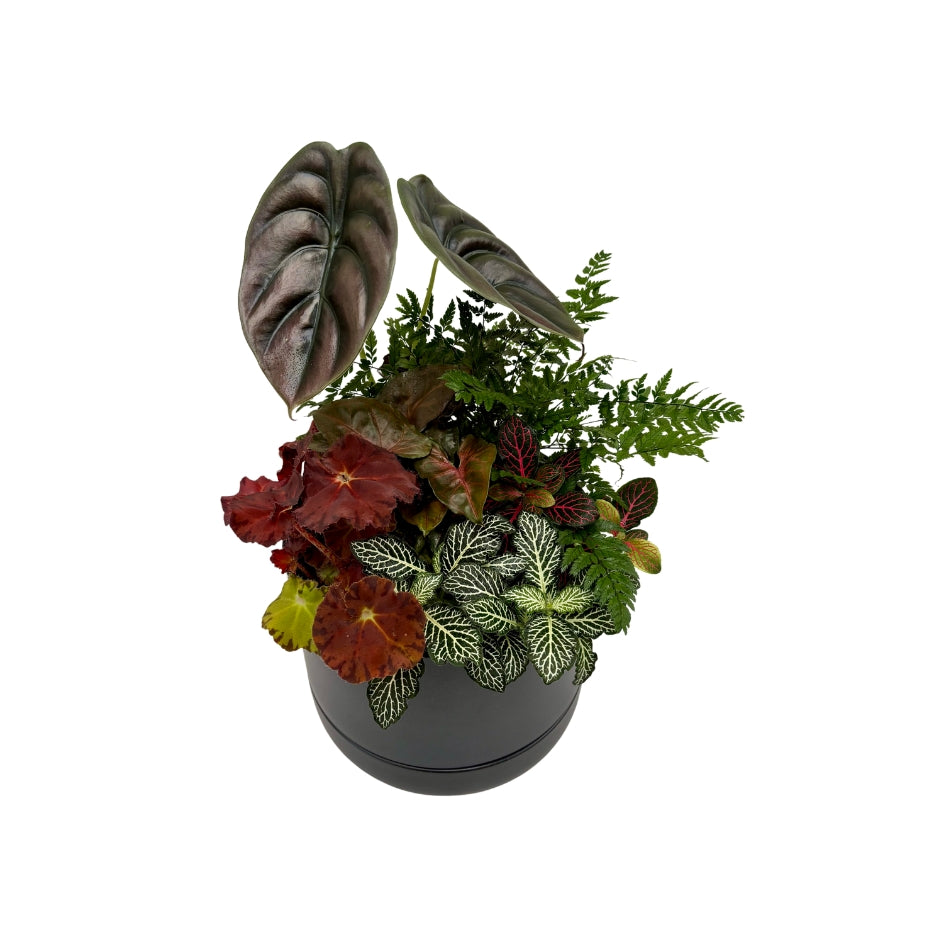 Premium - The Botanical Garden (Large)