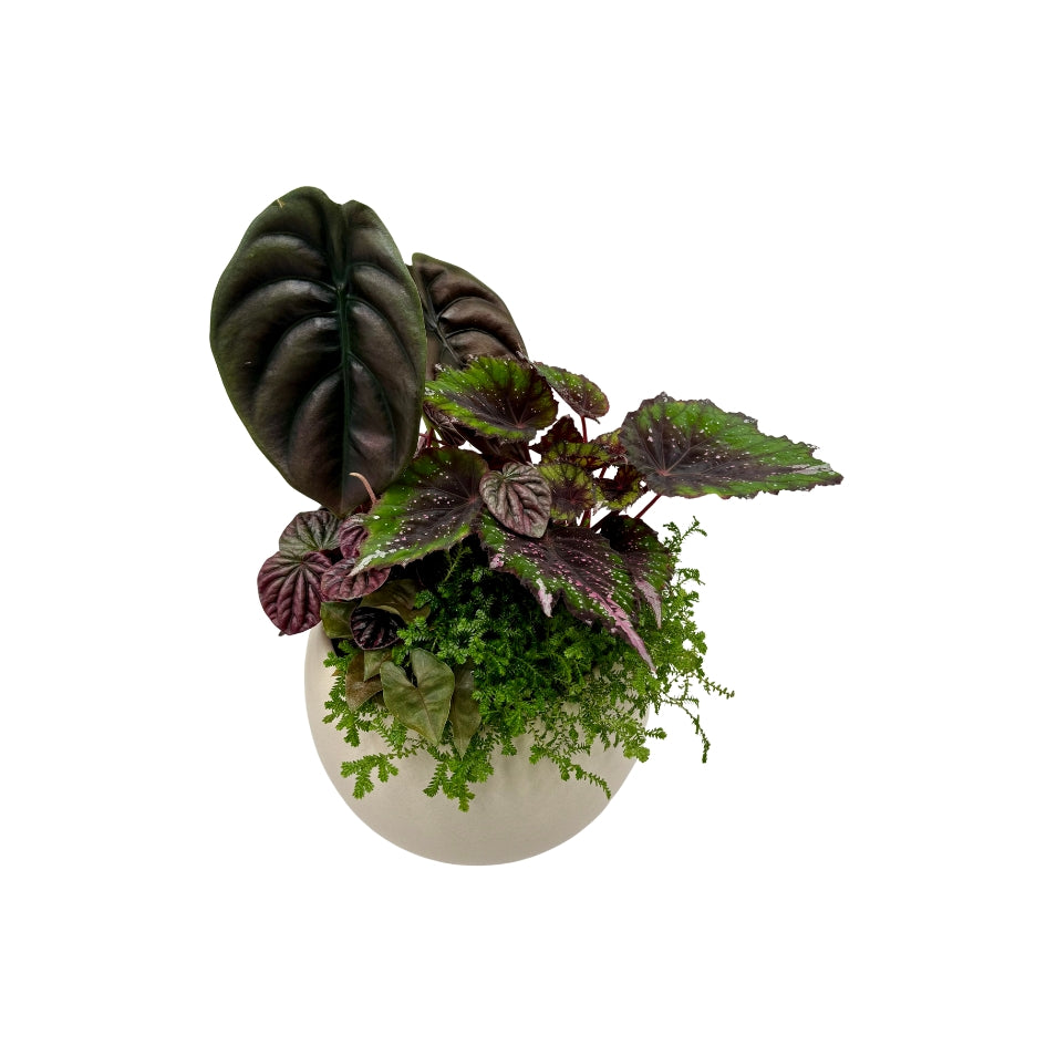 Same day online plant delivery Melbourne & Geelong | Online gift delivery | Mothers day gift ideas | Otis Self Watering Planter | Mothers day online