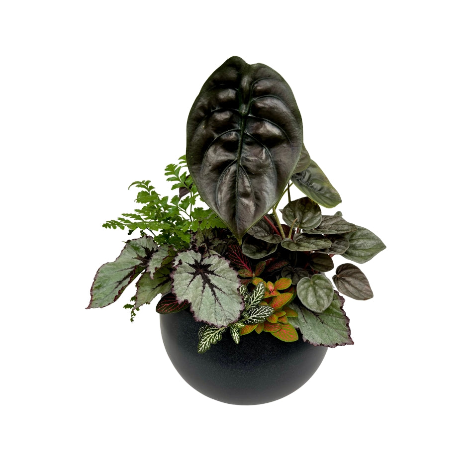 Same day online plant delivery Melbourne & Geelong | Online gift delivery | Mothers day gift ideas | Otis Self Watering Planter | Mothers day online