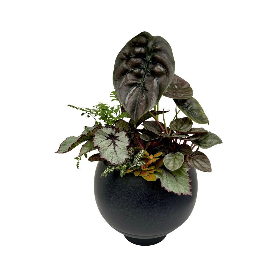 Same day online plant delivery Melbourne & Geelong | Online gift delivery | Mothers day gift ideas | Otis Self Watering Planter | Mothers day online