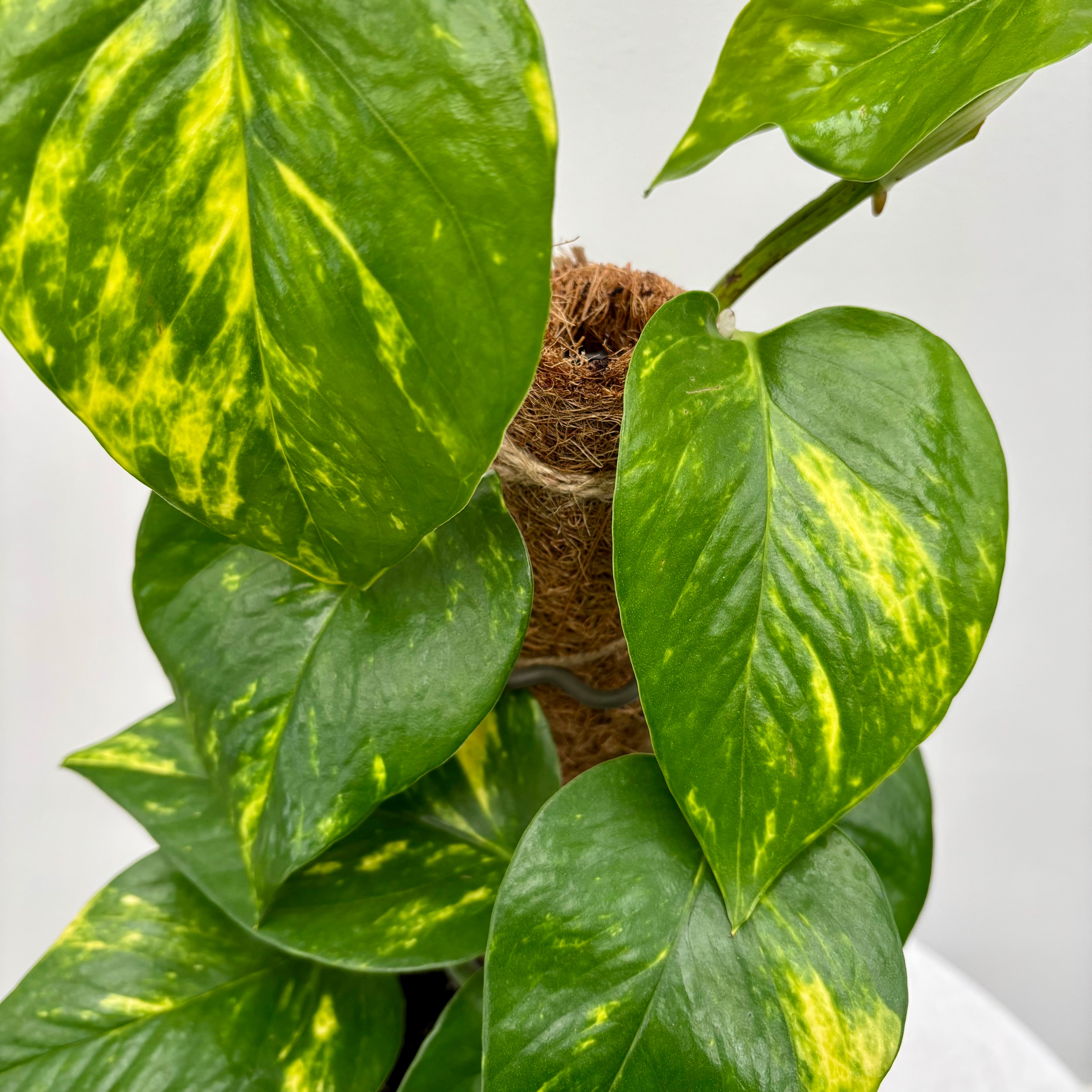Same day online indoor plant delivery Melbourne & Geelong | Online gift delivery | Devil's Ivy