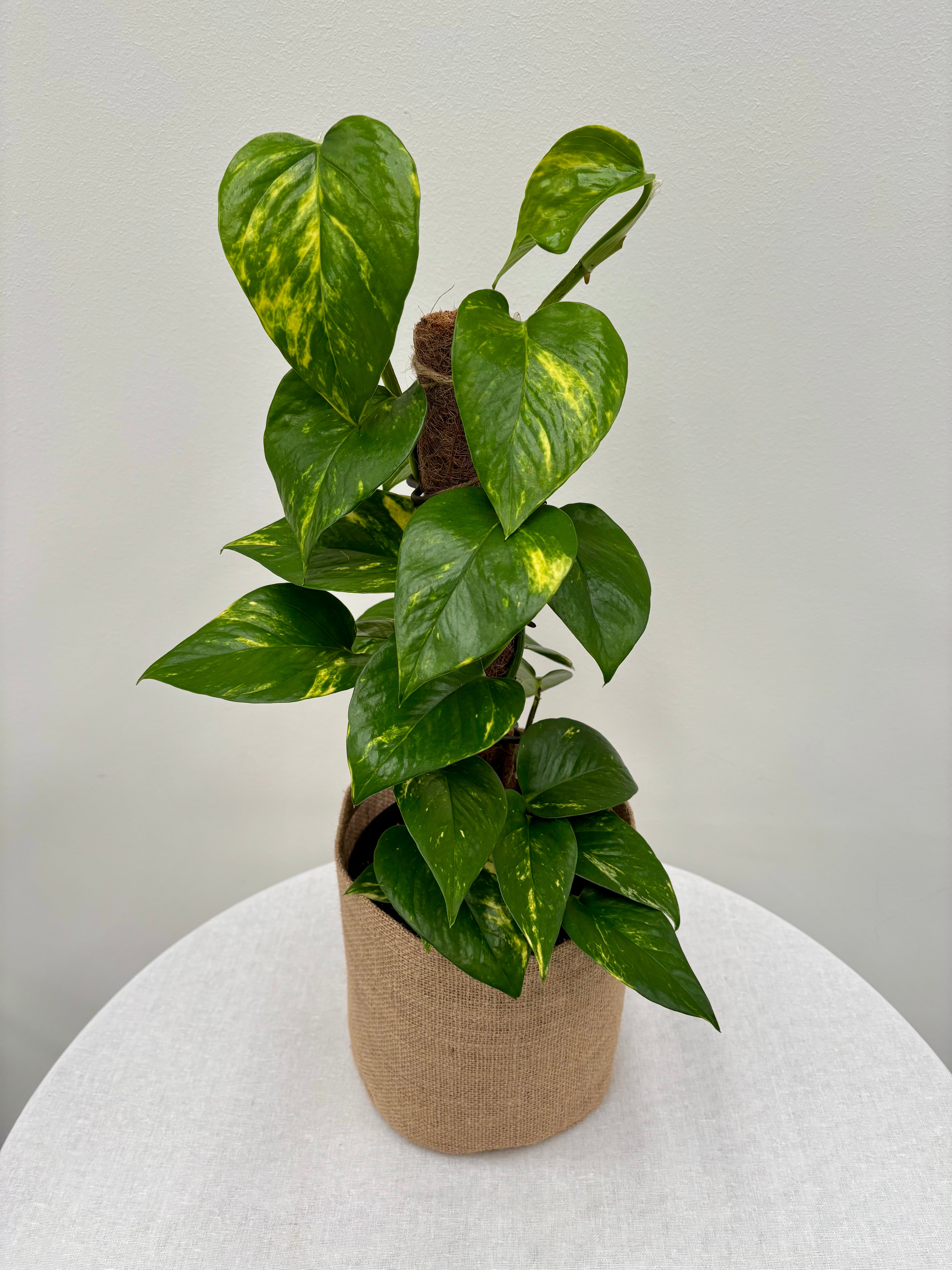 Same day online indoor plant delivery Melbourne & Geelong | Online gift delivery | Devil's Ivy