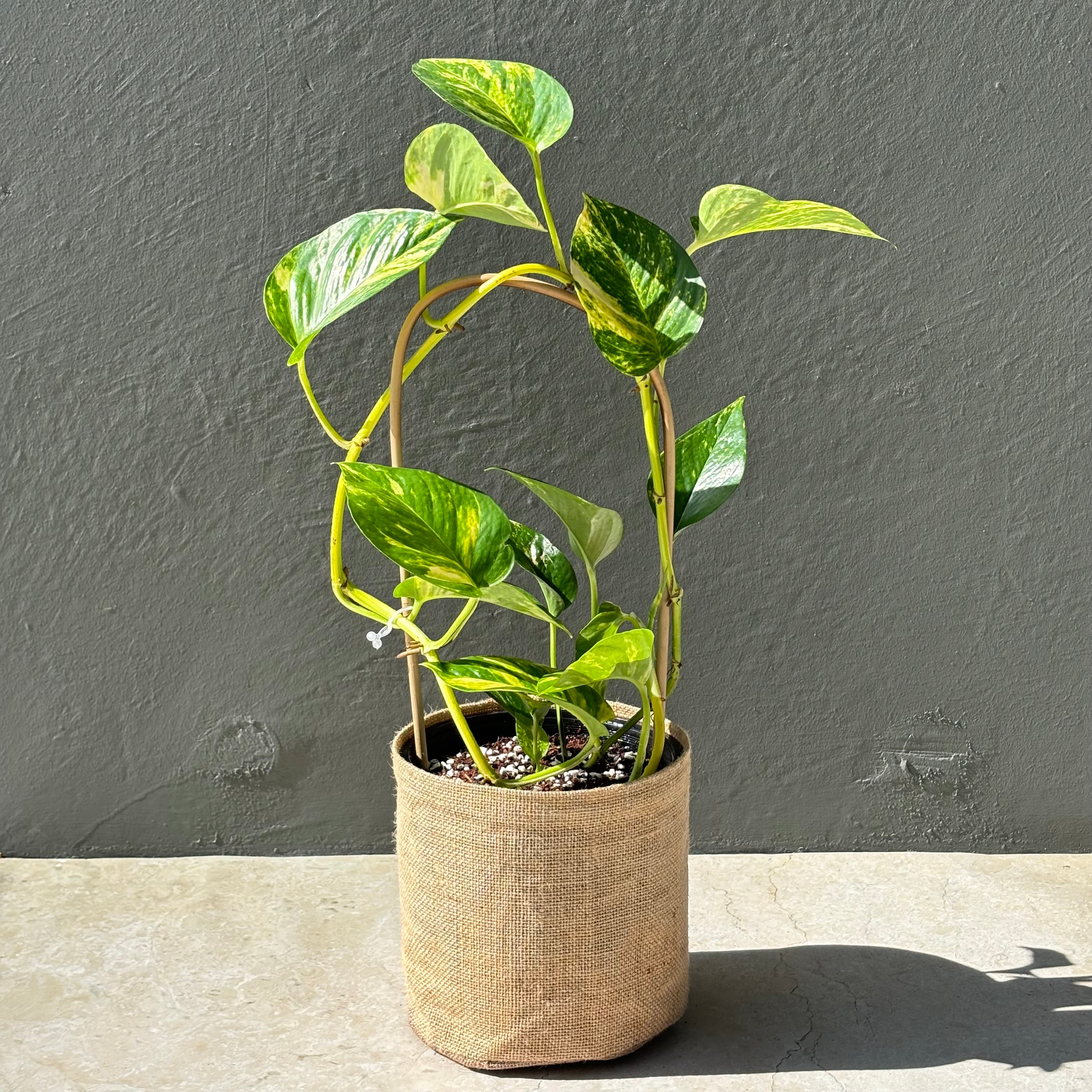 Same day online indoor plant delivery Melbourne & Geelong | Online gift delivery | Devil's Ivy