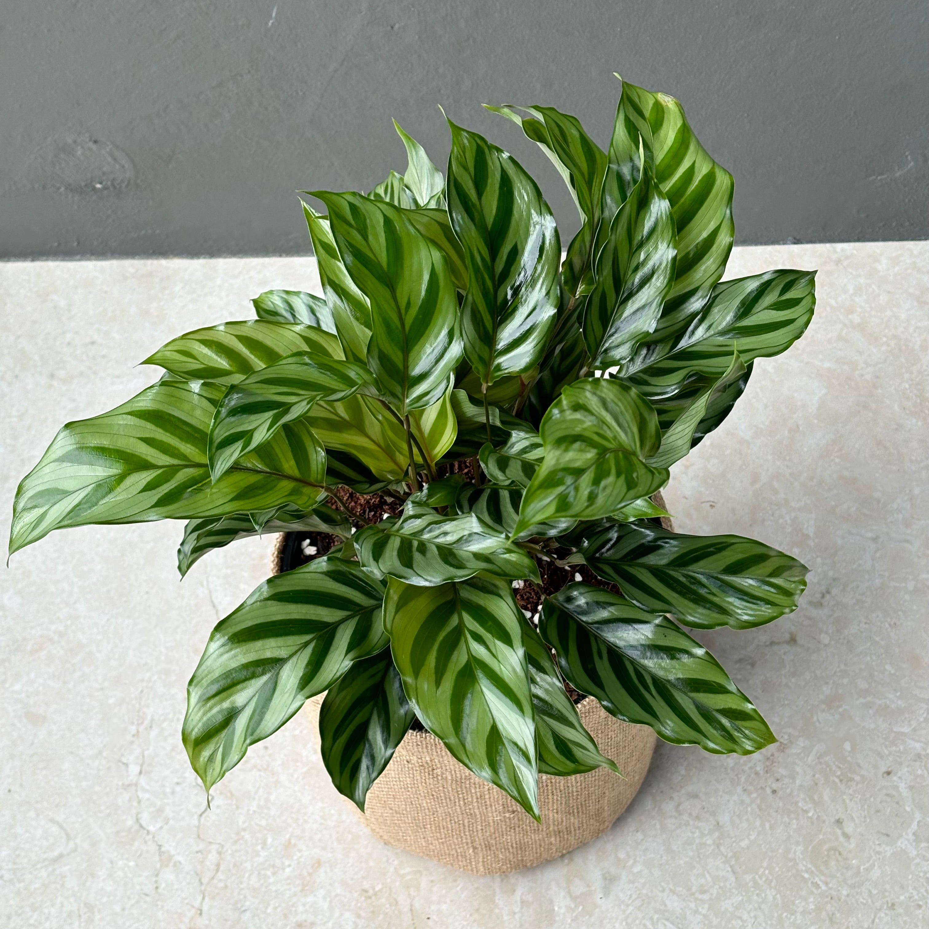 Large Calathea Freddie Plant