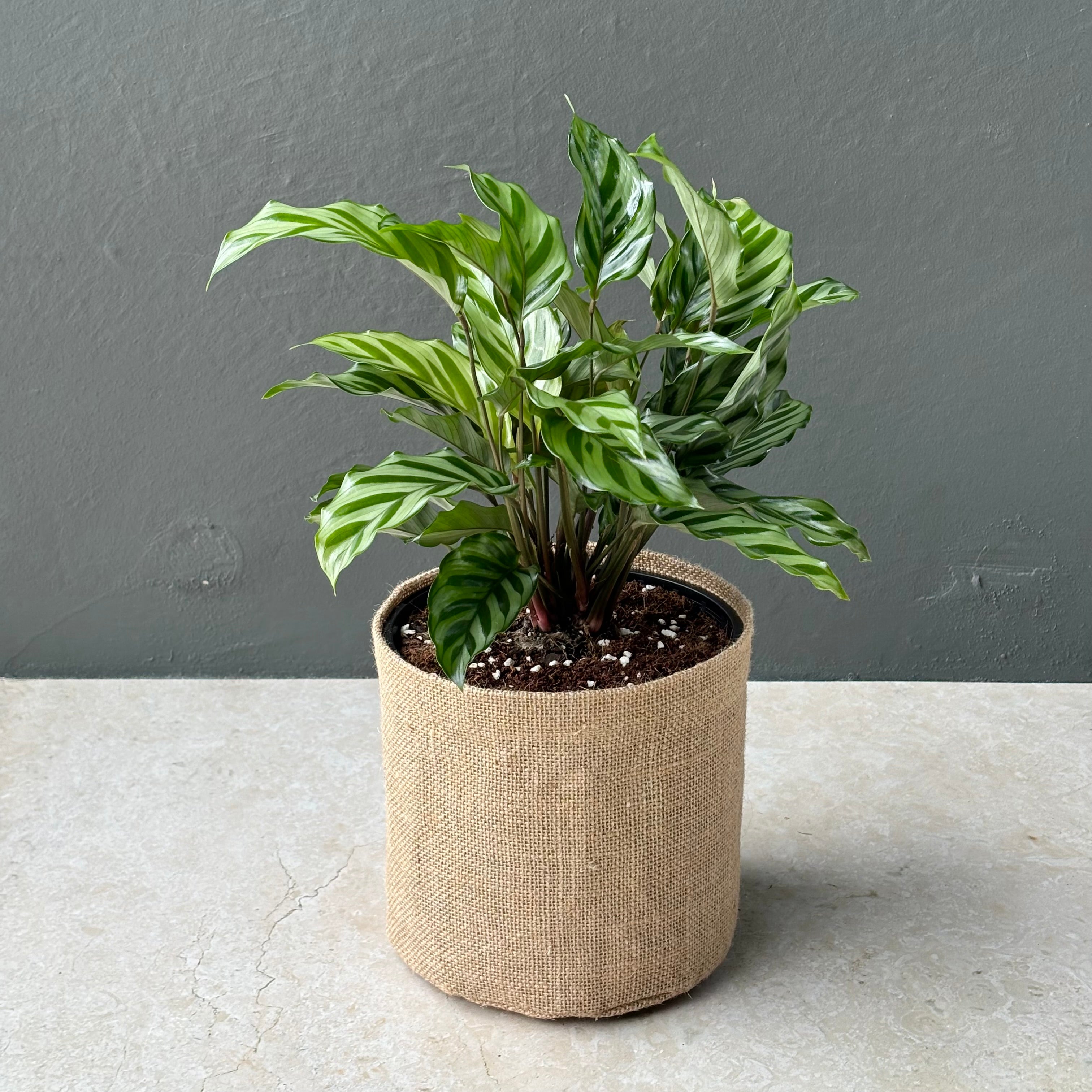 Large Calathea Freddie Plant