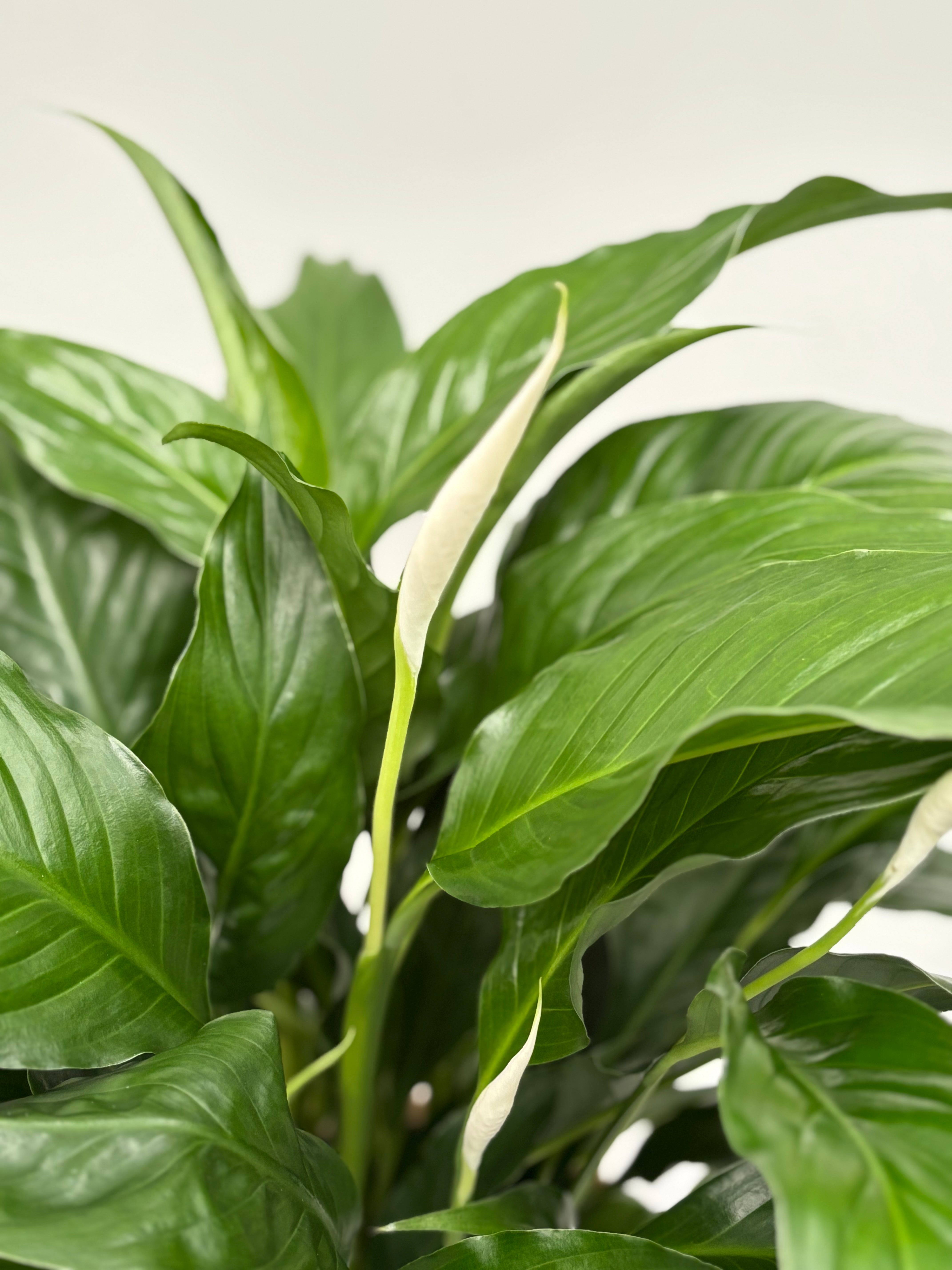 Same day indoor plant delivery Melbourne  Geelong | Peace Lily same day delivery