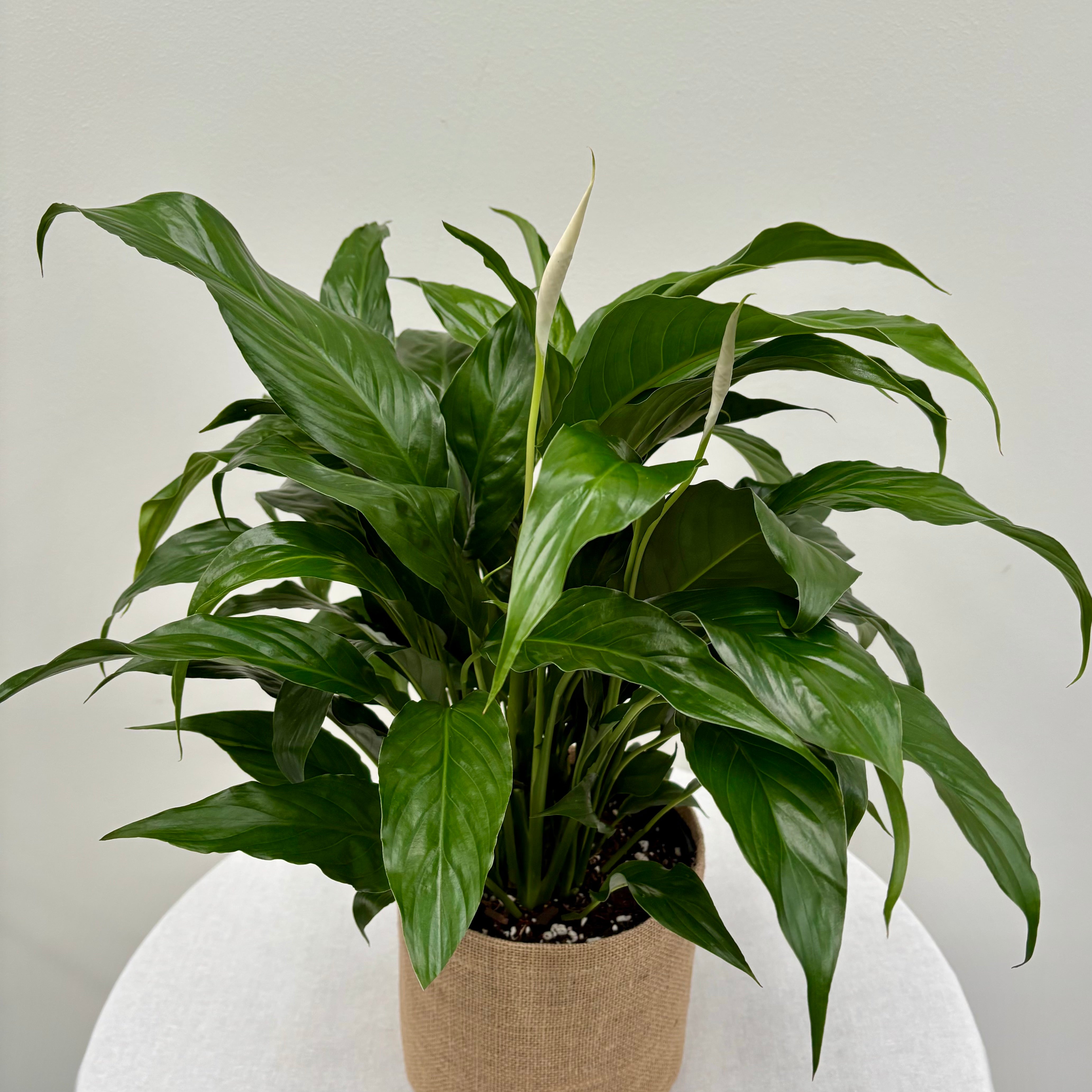 Same day indoor plant delivery Melbourne  Geelong | Peace Lily same day delivery