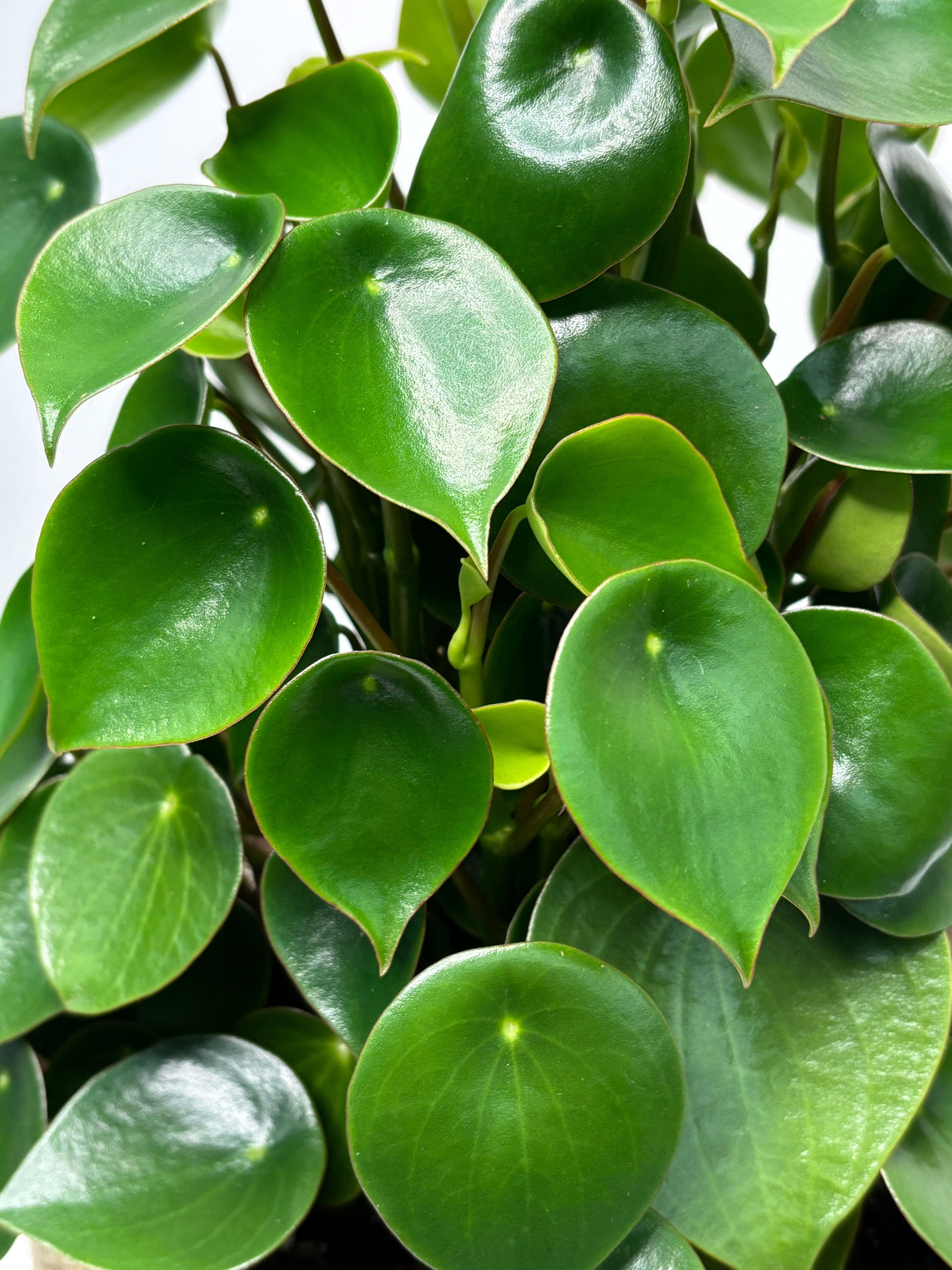 Same day indoor plant delivery Melbourne & Geelong | Online plant gift delivery | Peperomia Raindrop Plant