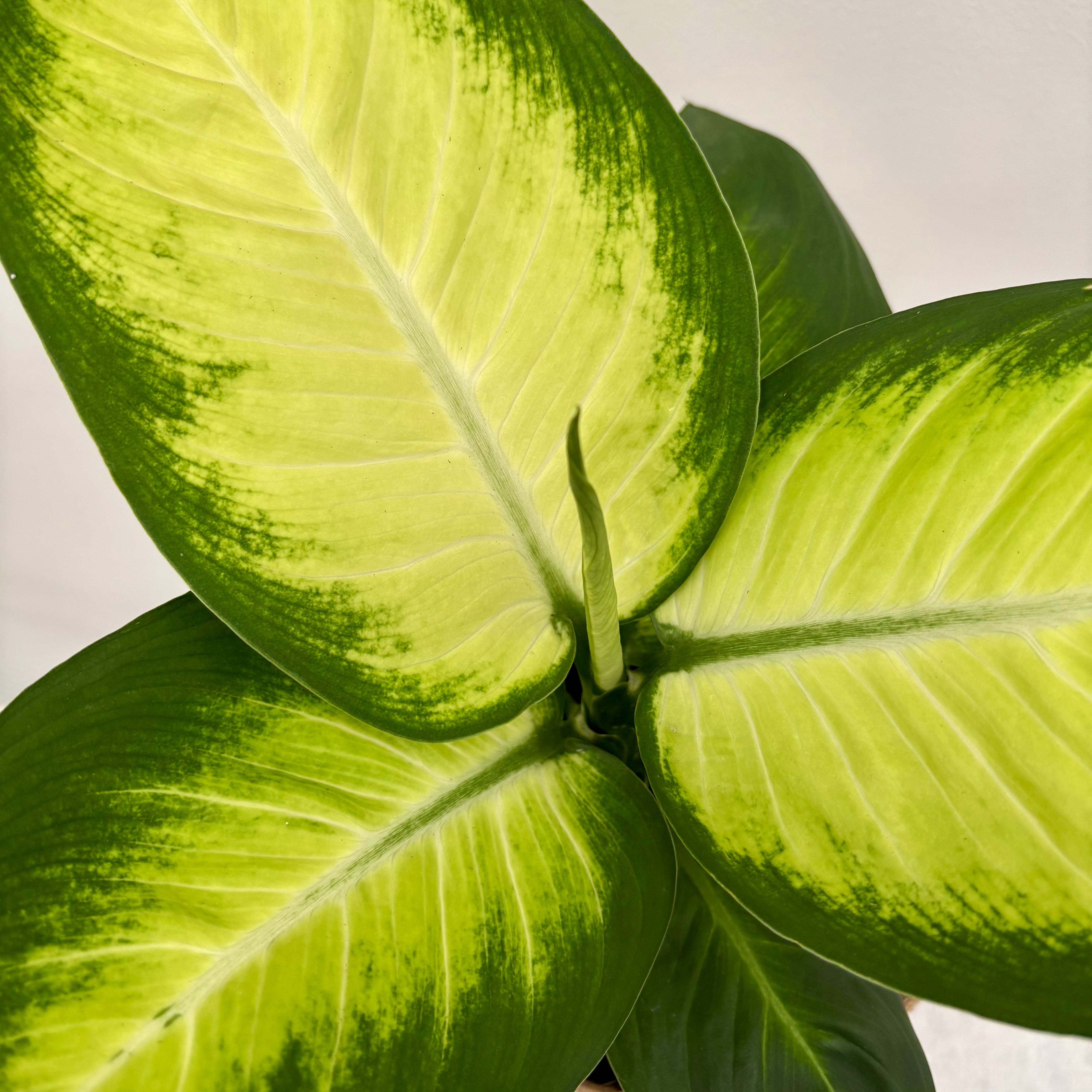 Same day online indoor plant delivery Melbourne & Geelong | Tropic Plant