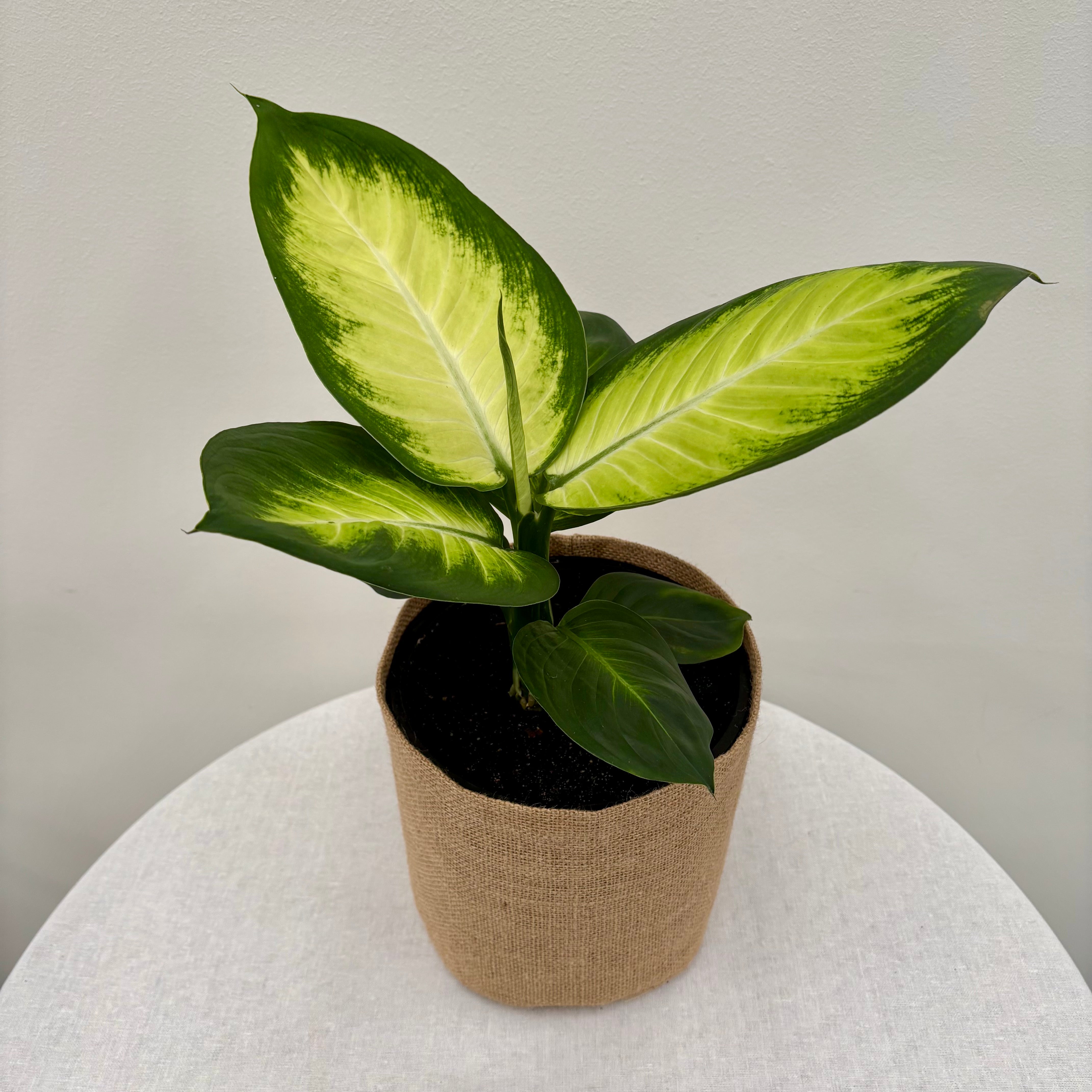 Same day online indoor plant delivery Melbourne & Geelong | Tropic Plant