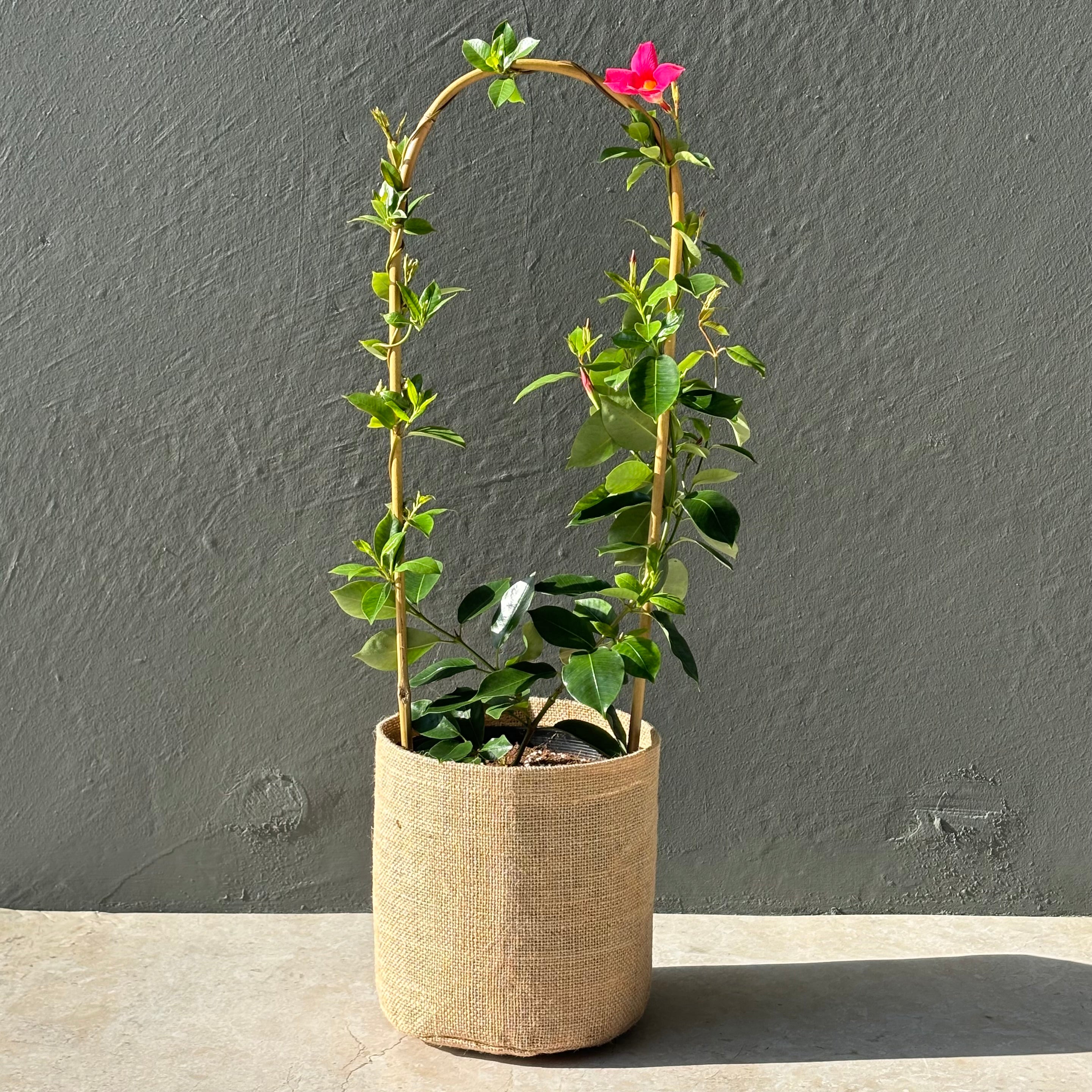 Same Day Online Indoor Plant Delivery Melbourne & Geelong | Same Day Online Gift Delivery | Australia wide gift delivery | Mandevilla plant