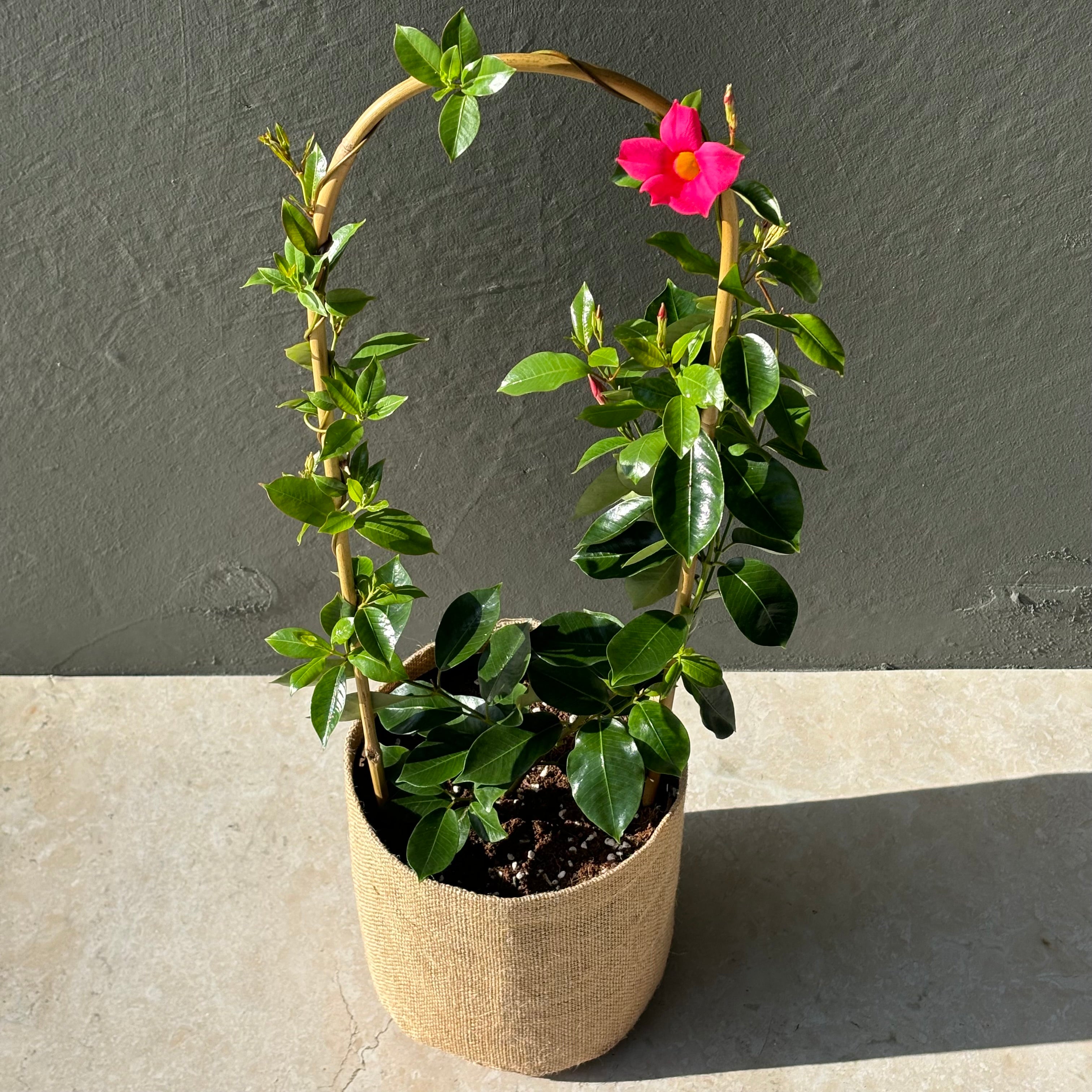 Same Day Online Indoor Plant Delivery Melbourne & Geelong | Same Day Online Gift Delivery | Australia wide gift delivery | Mandevilla plant