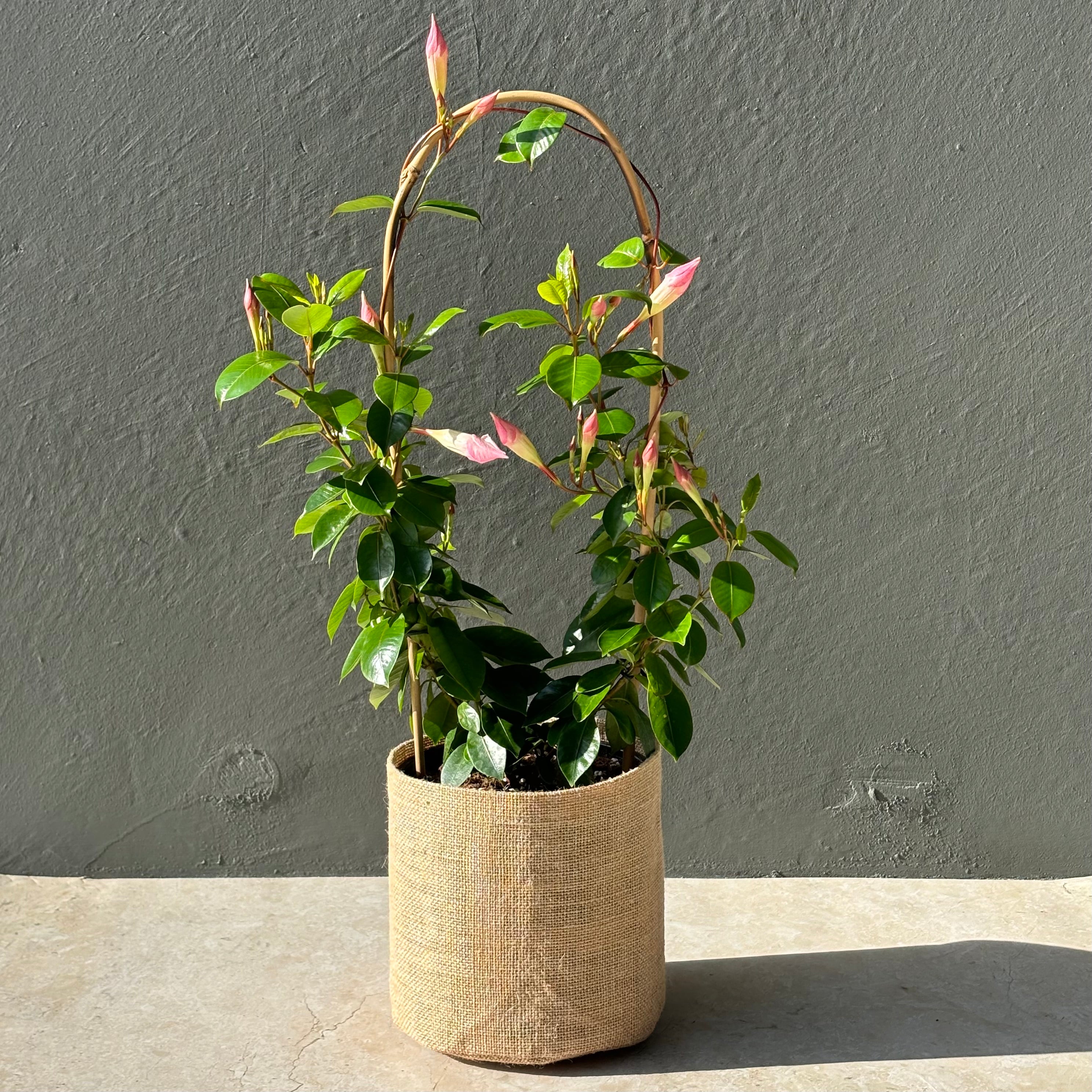 Same Day Online Indoor Plant Delivery Melbourne & Geelong | Same Day Online Gift Delivery | Australia wide gift delivery | Mandevilla plant