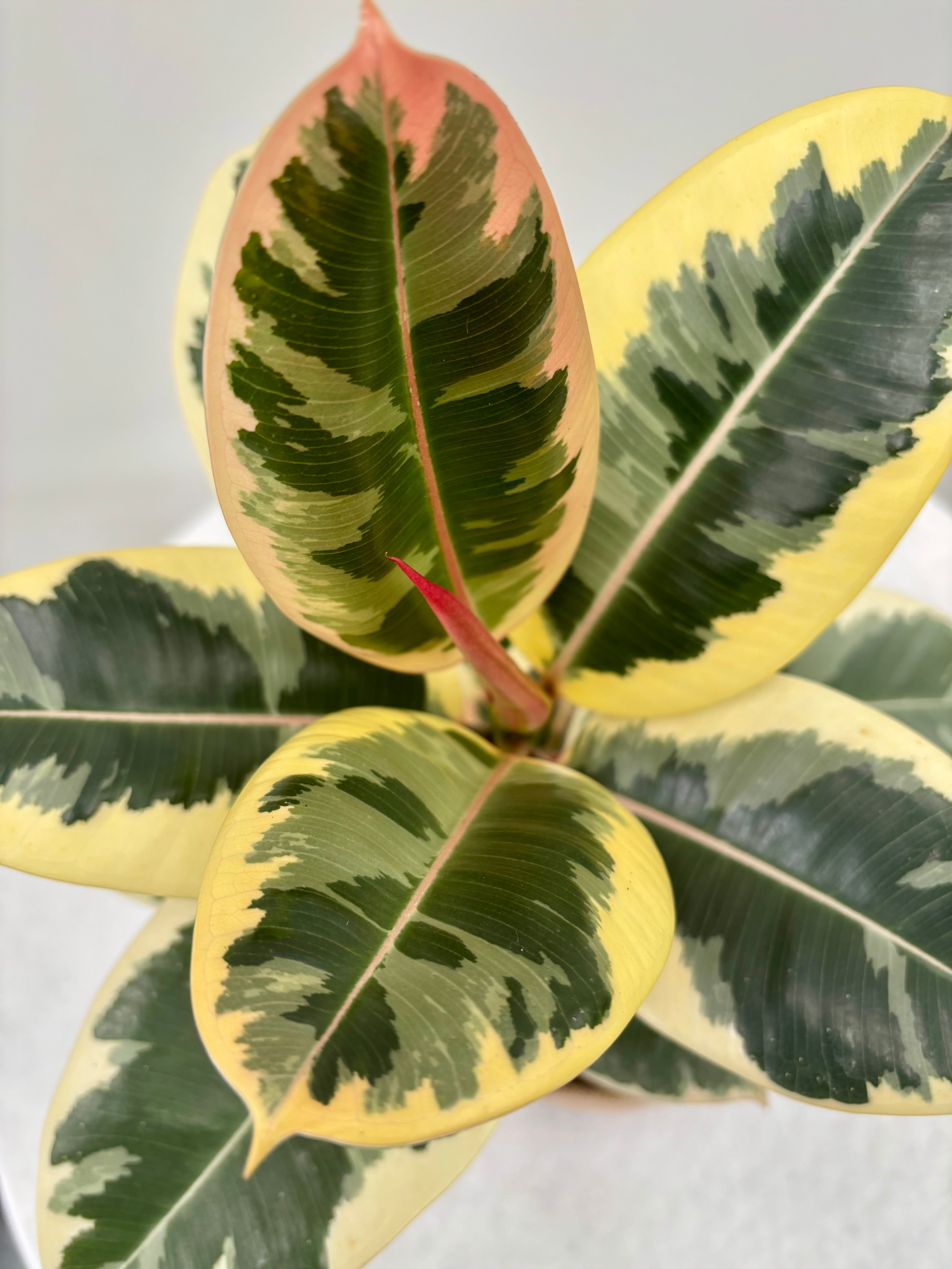 Same day online indoor plant delivery Melbourne & Geelong | Online Plant delivery | Ficus Elastica Tineke