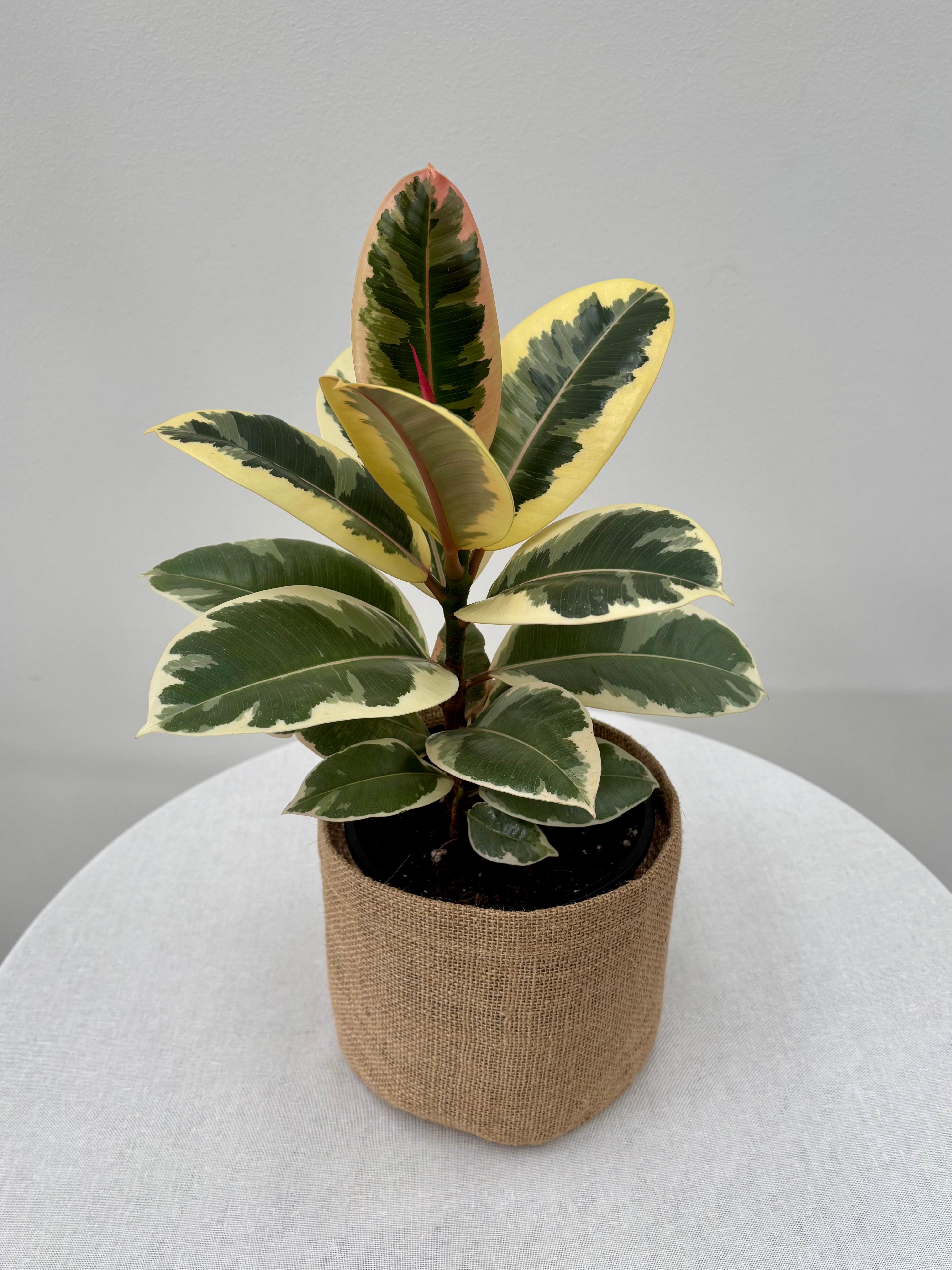 Same day online indoor plant delivery Melbourne & Geelong | Online Plant delivery | Ficus Elastica Tineke
