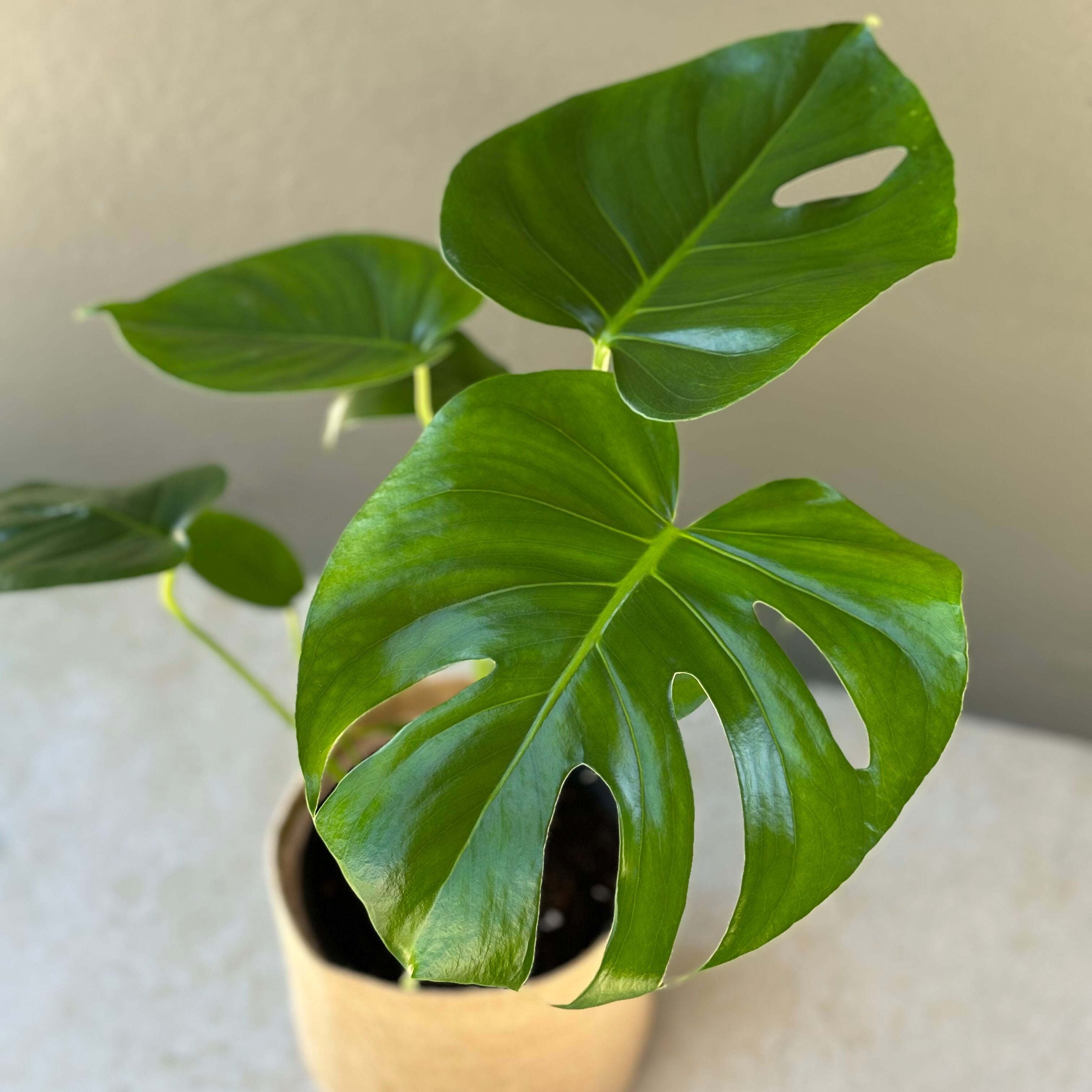 buy monstera deliciosa melbourne Large Monstera Plant – Hello Botanical