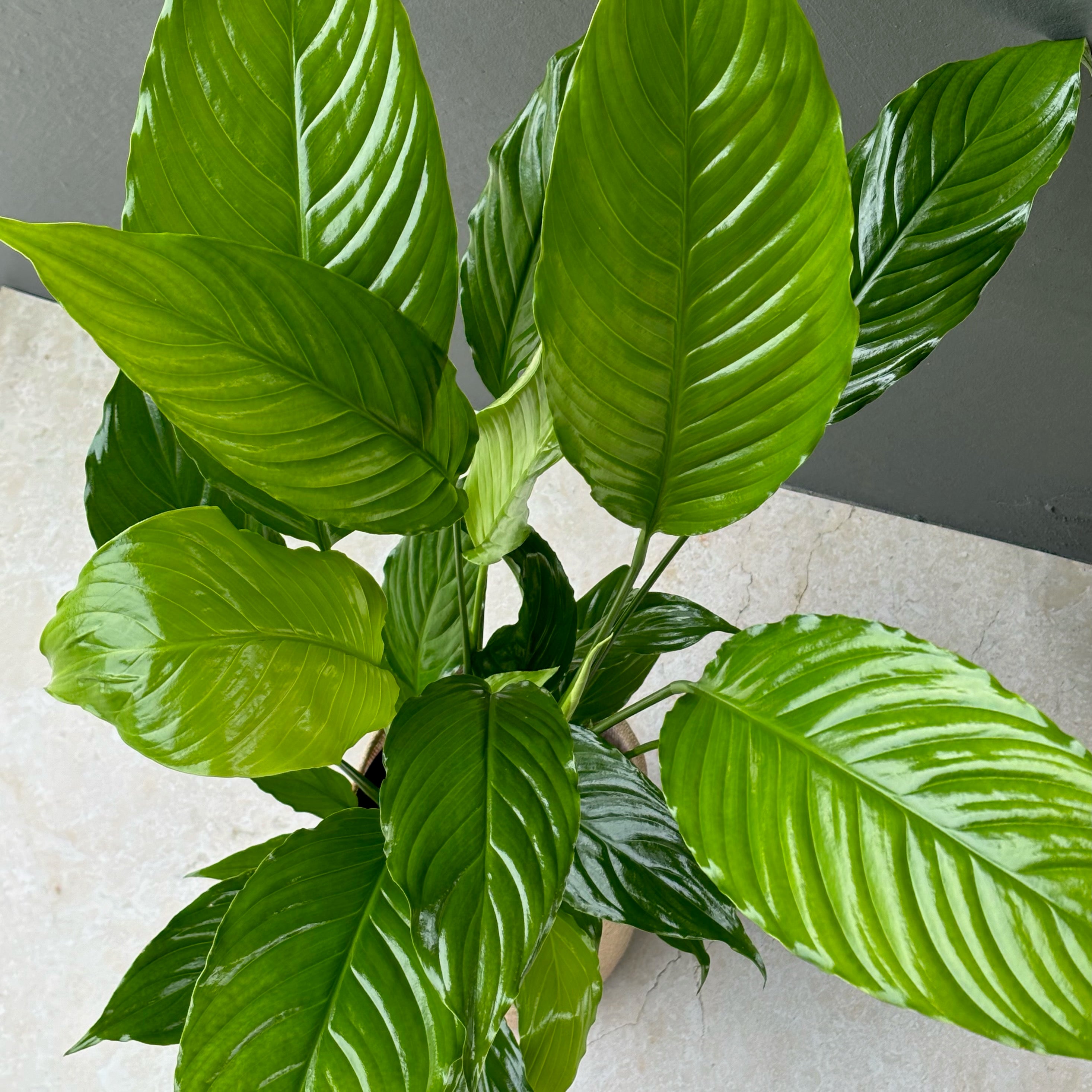 Large Peace Lily Plant